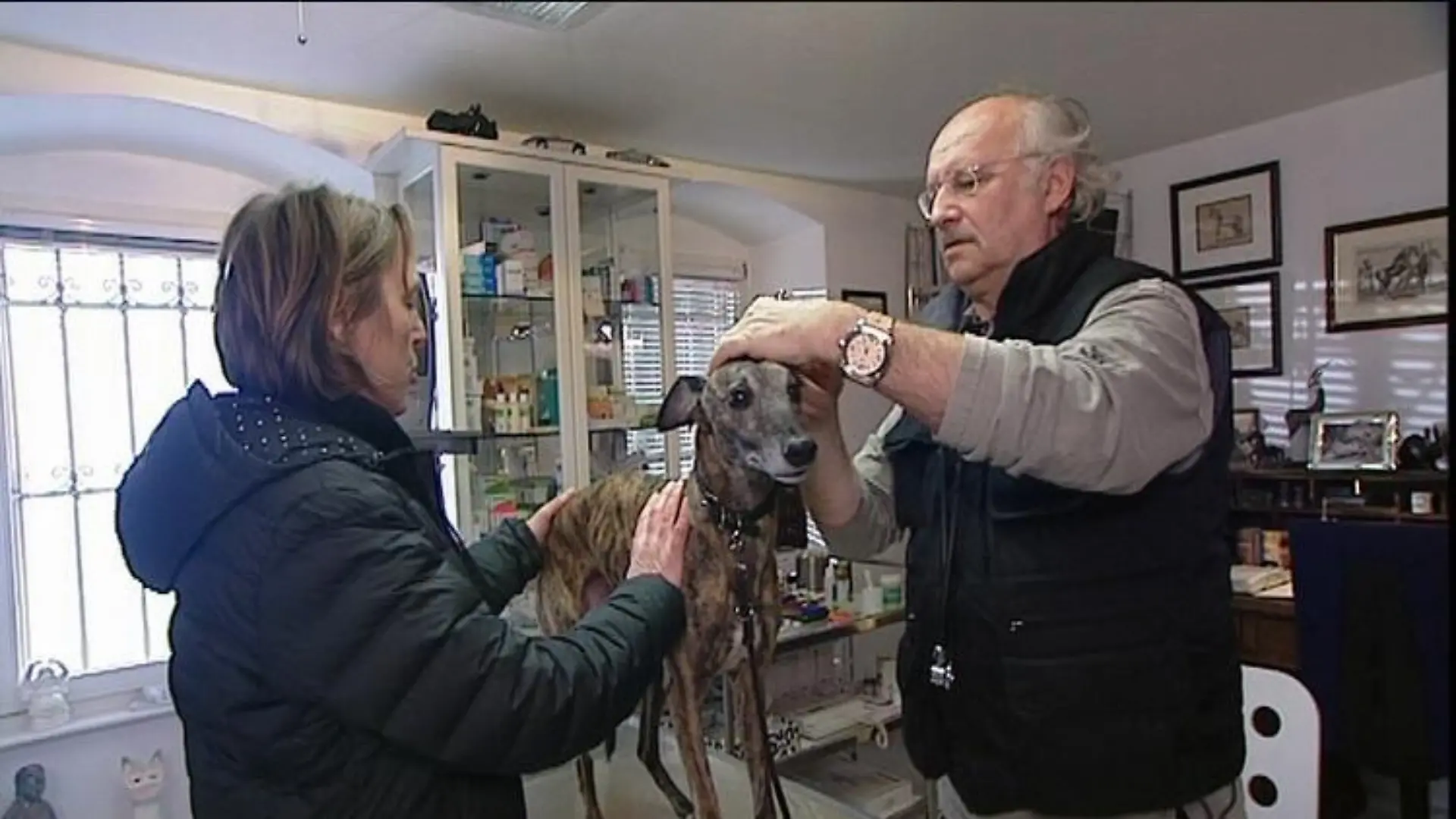 sprechstunde1 dr wolf+whippet