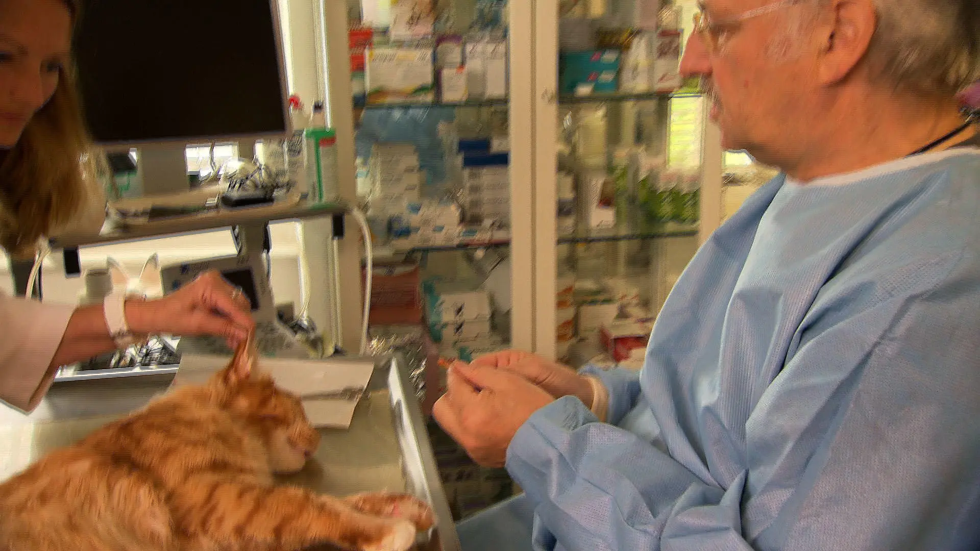 Sprechstunde - Dr. Wolf und Katze Ohrpolyp