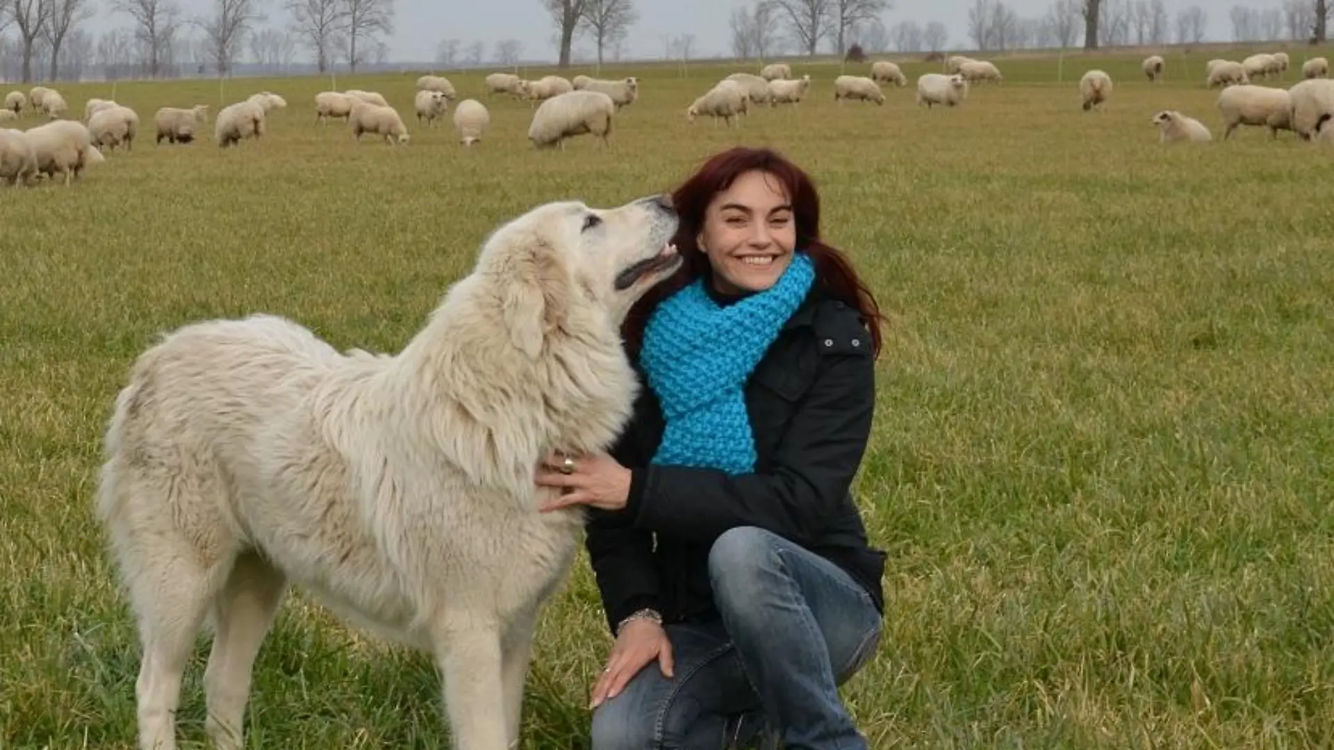Tiergeschichten2 - VOX-DOCMA TV - Diana und Herdenschutzhund auf der Schafweide