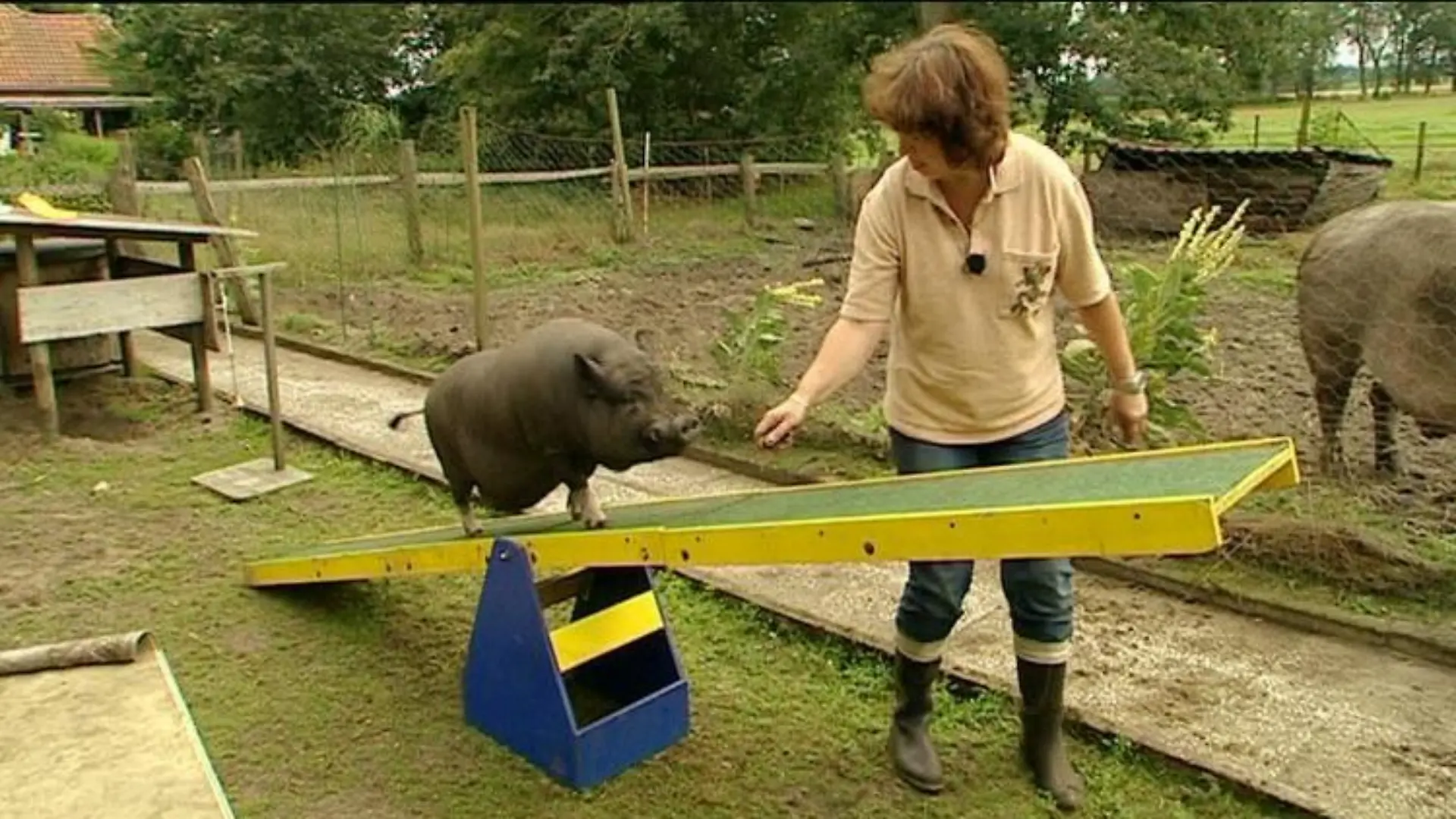 Tiergeschichten2 Agility mit Schwein