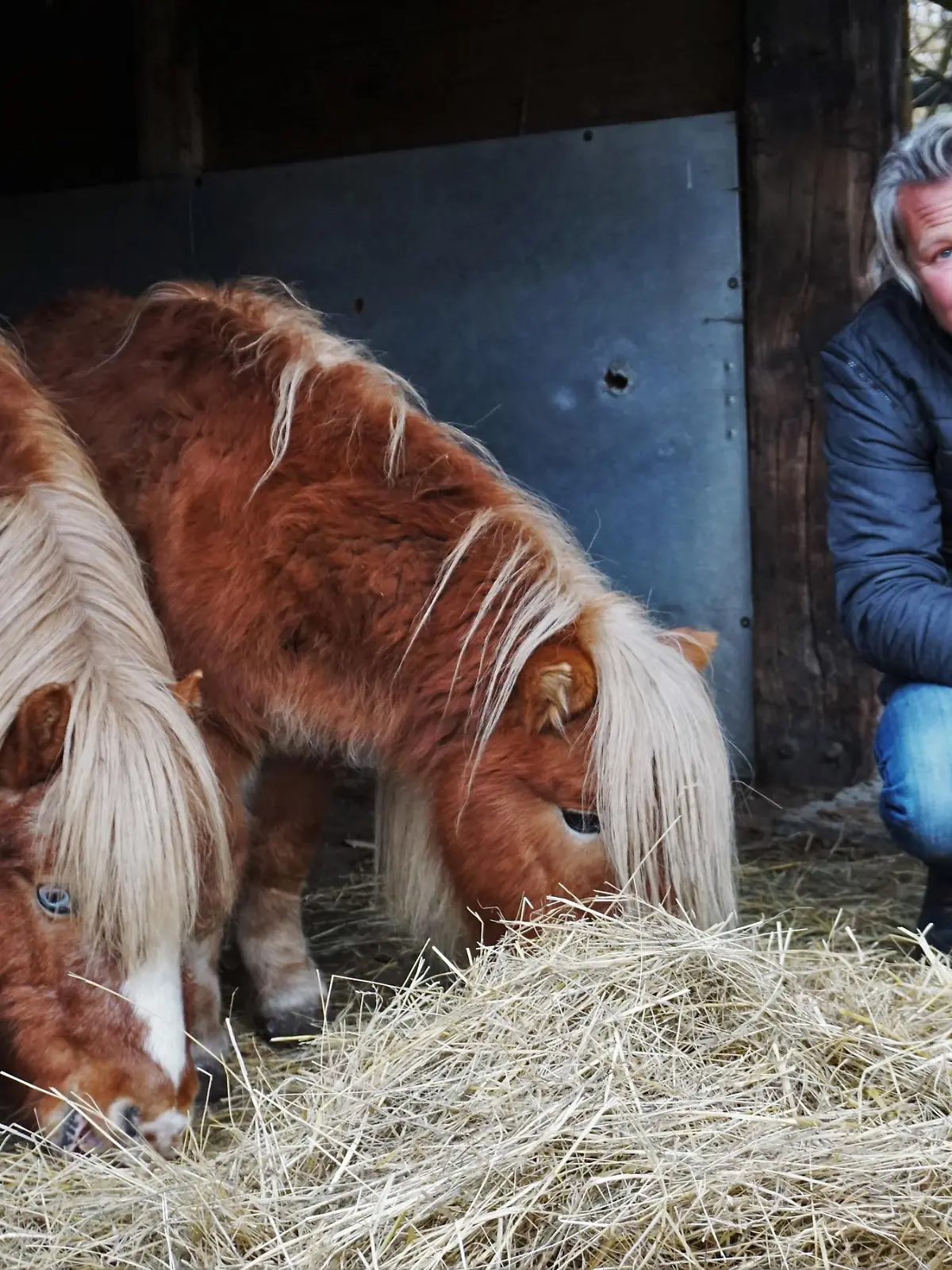 Update FW Fall Shetland-Pony VOX DOCMA TV, hundkatzemaus