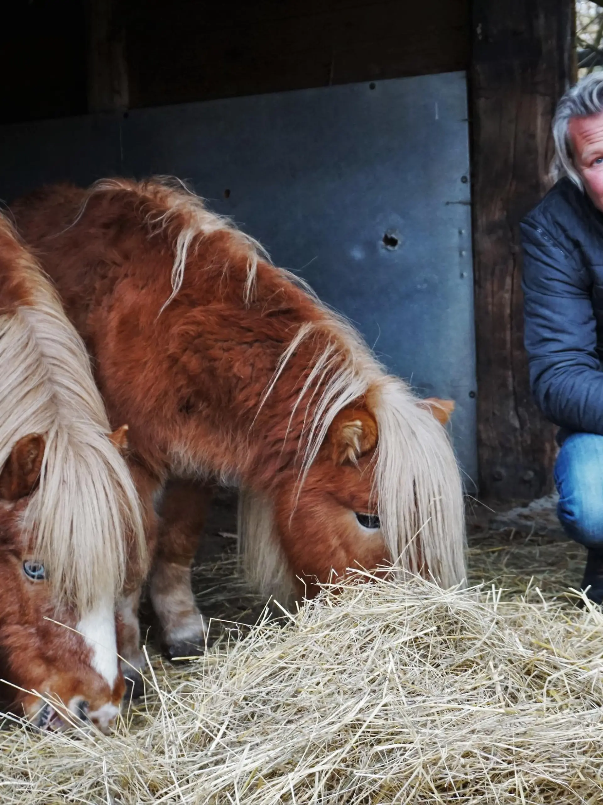 Update FW Fall Shetland-Pony VOX DOCMA TV, hundkatzemaus