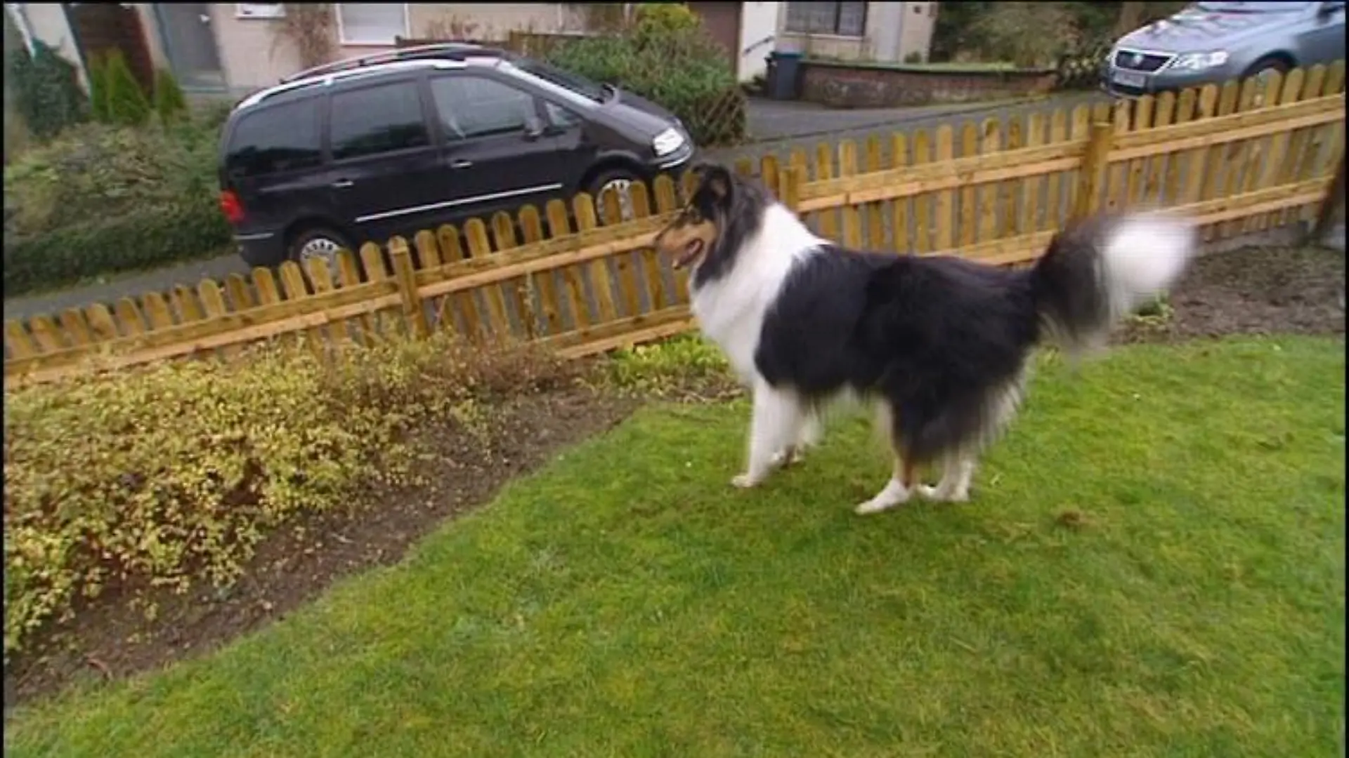 hundeprofi2 hund am zaun