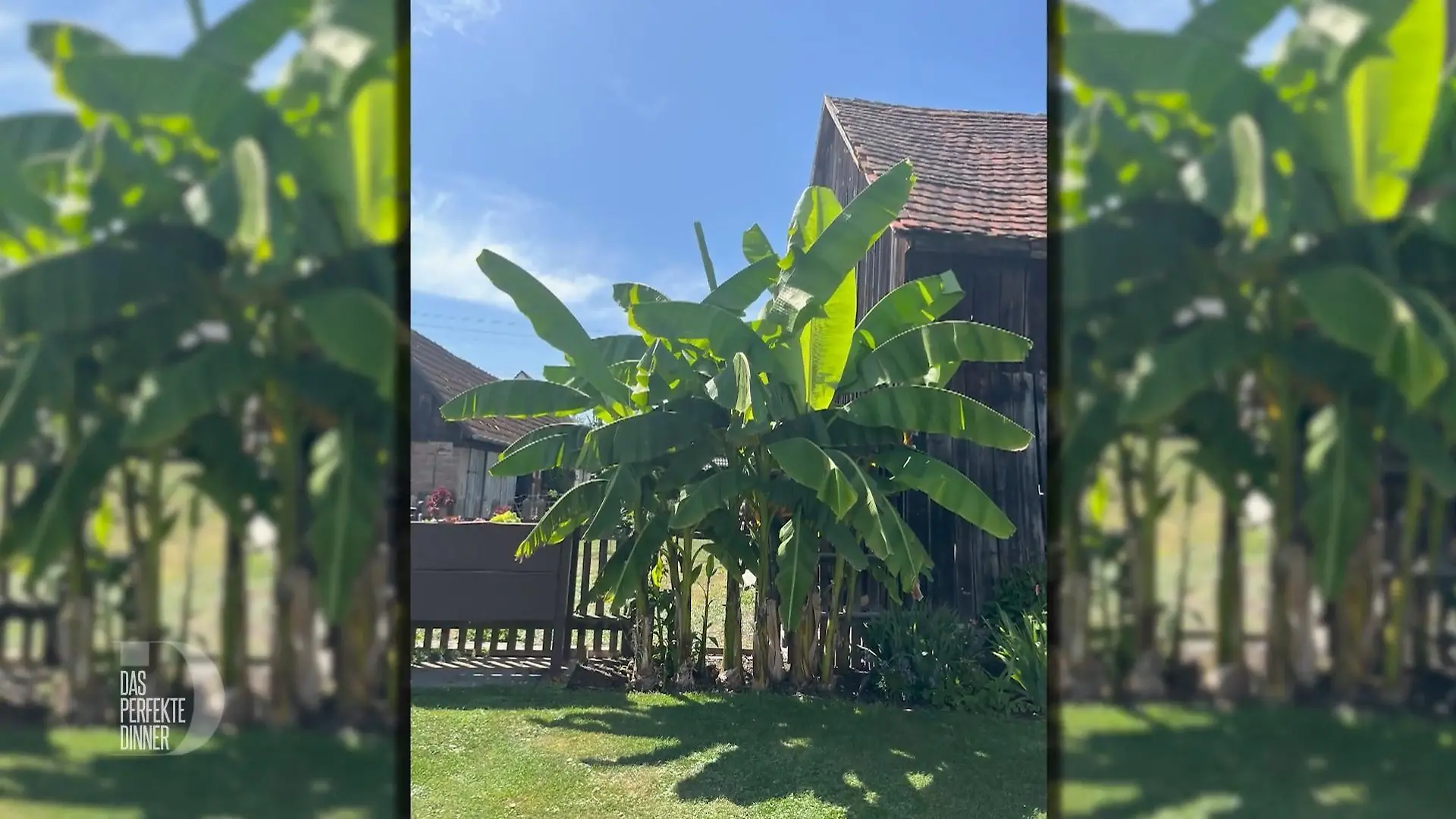 Bananenstauden brauchen Platz
