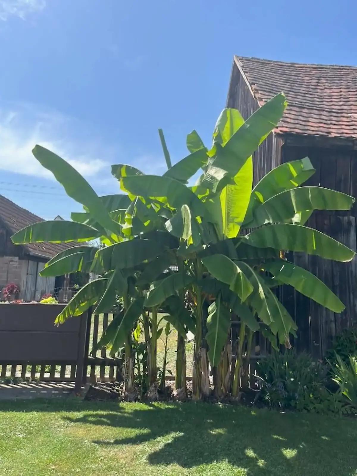 Bananenstauden brauchen Platz