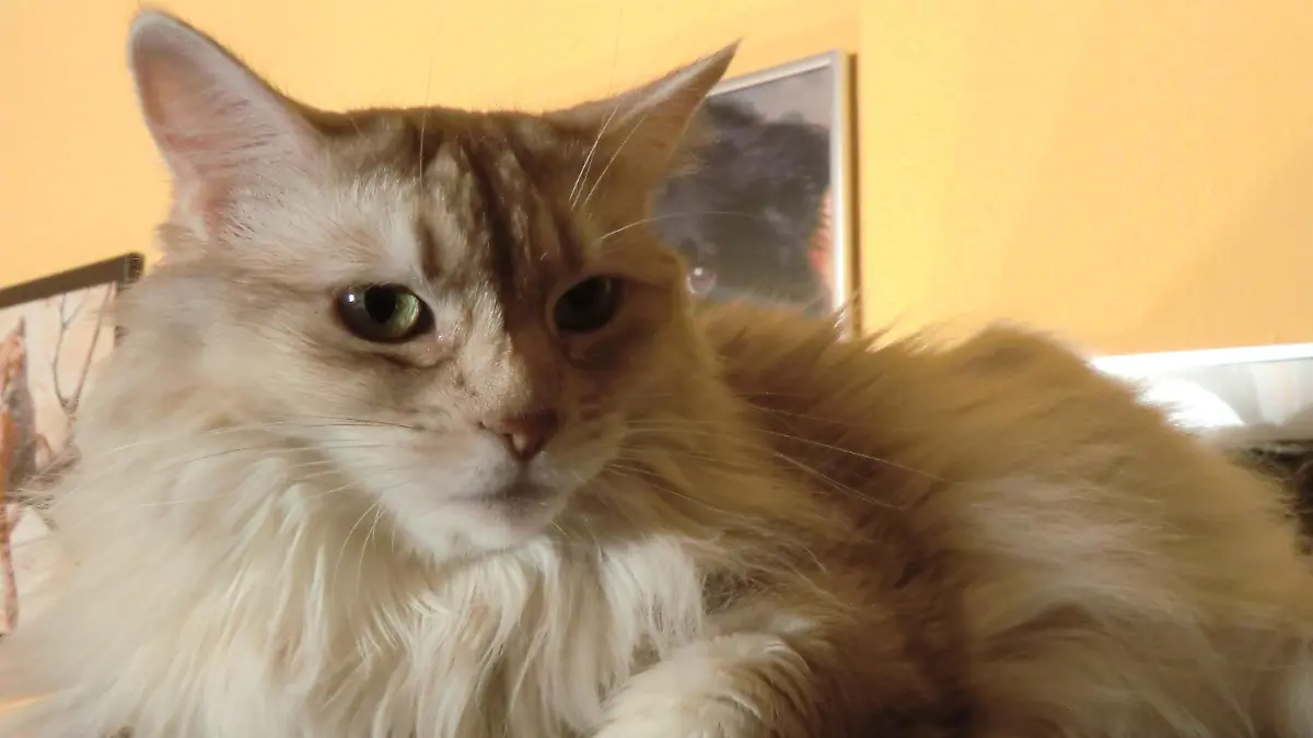 Tiere in Not - Kater Tamino