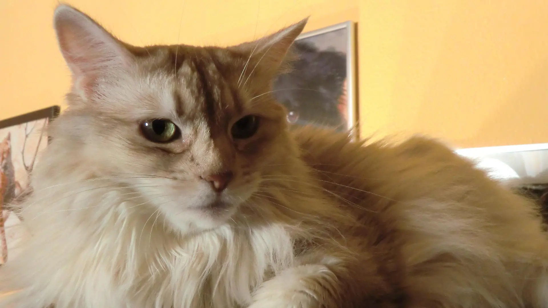 Tiere in Not - Kater Tamino