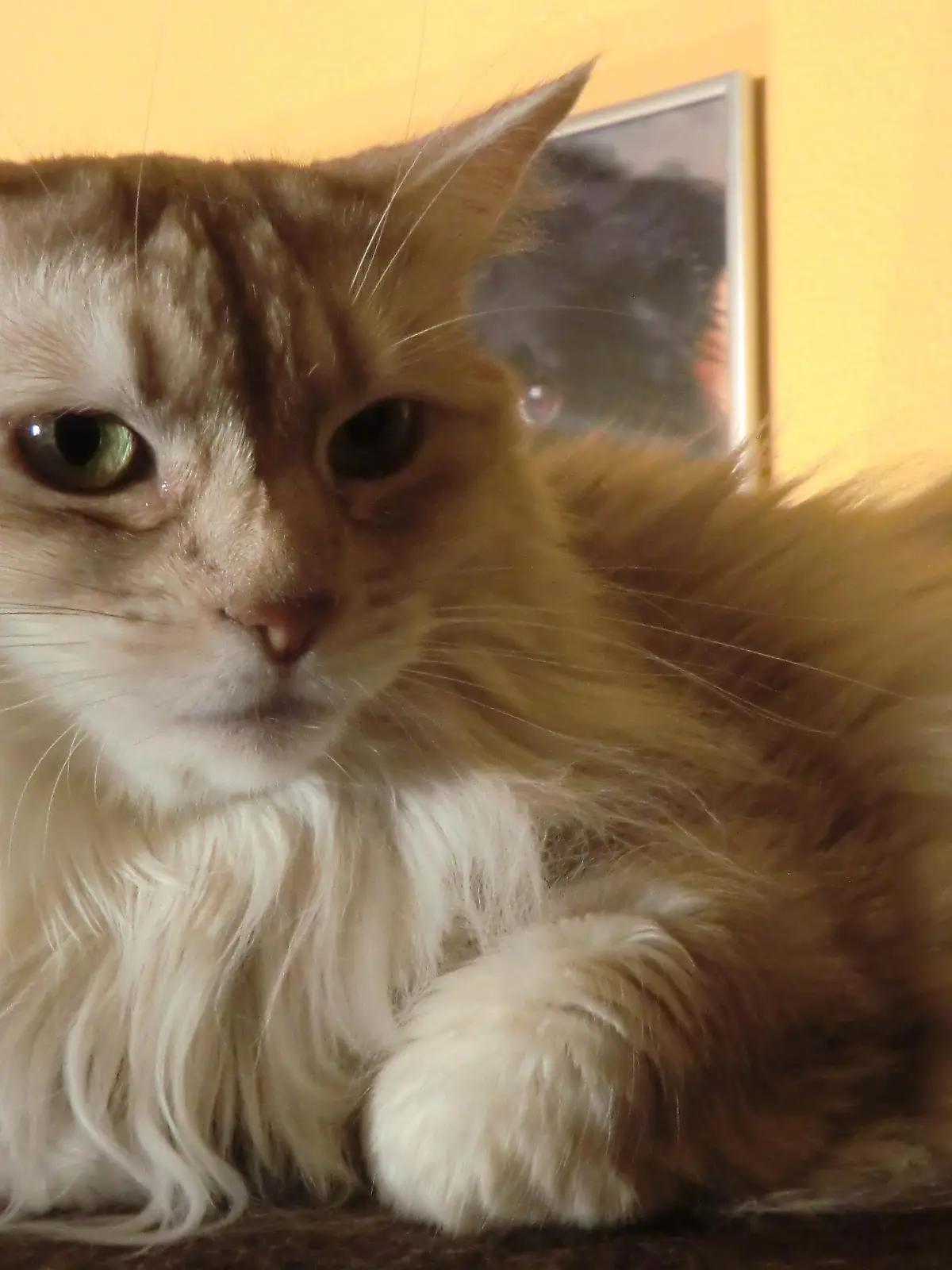 Tiere in Not - Kater Tamino