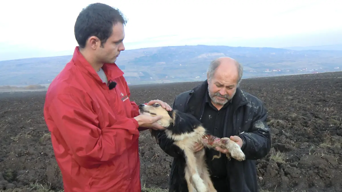 Tiergeschichten3 - Radu und Erwin entdecken verletzten Hund