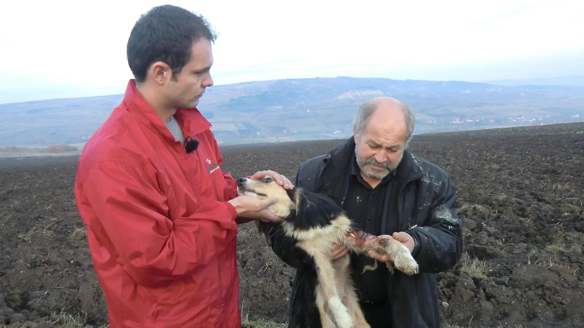 Tiergeschichten3 - Radu und Erwin entdecken verletzten Hund