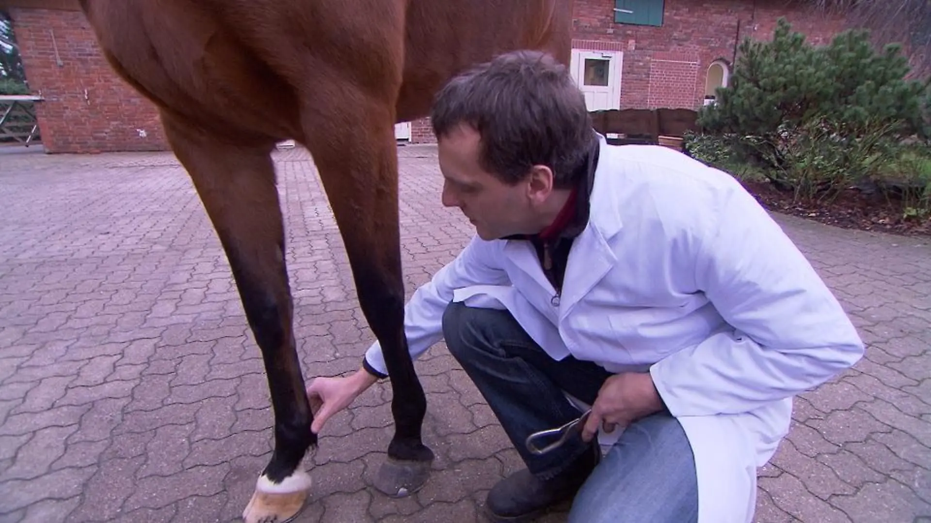 Tiergeschichten3 - VOX-DOCMA TV - Pferd Bluemarin wird von Dr. Allmers untersucht