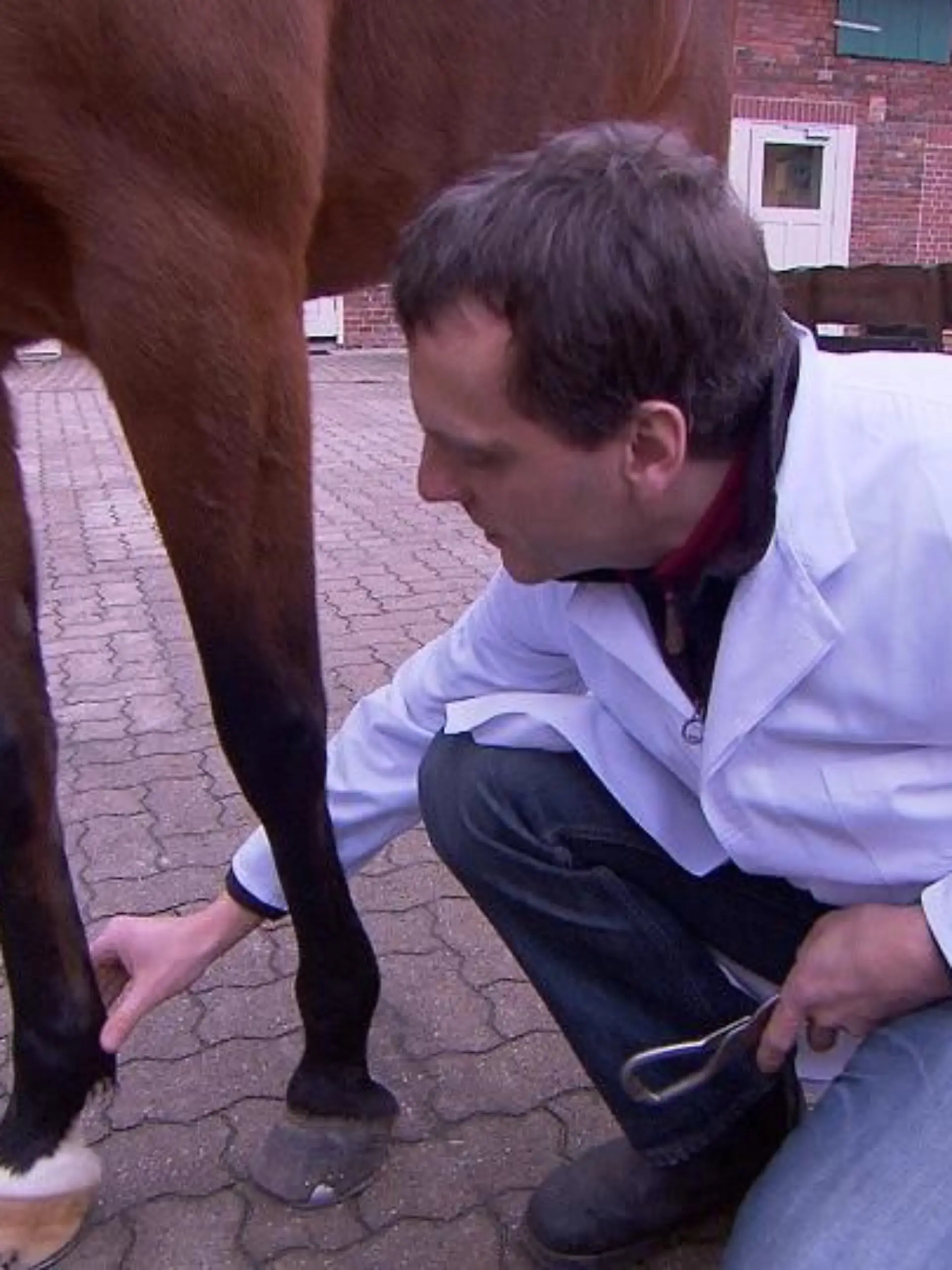 Tiergeschichten3 - VOX-DOCMA TV - Pferd Bluemarin wird von Dr. Allmers untersucht