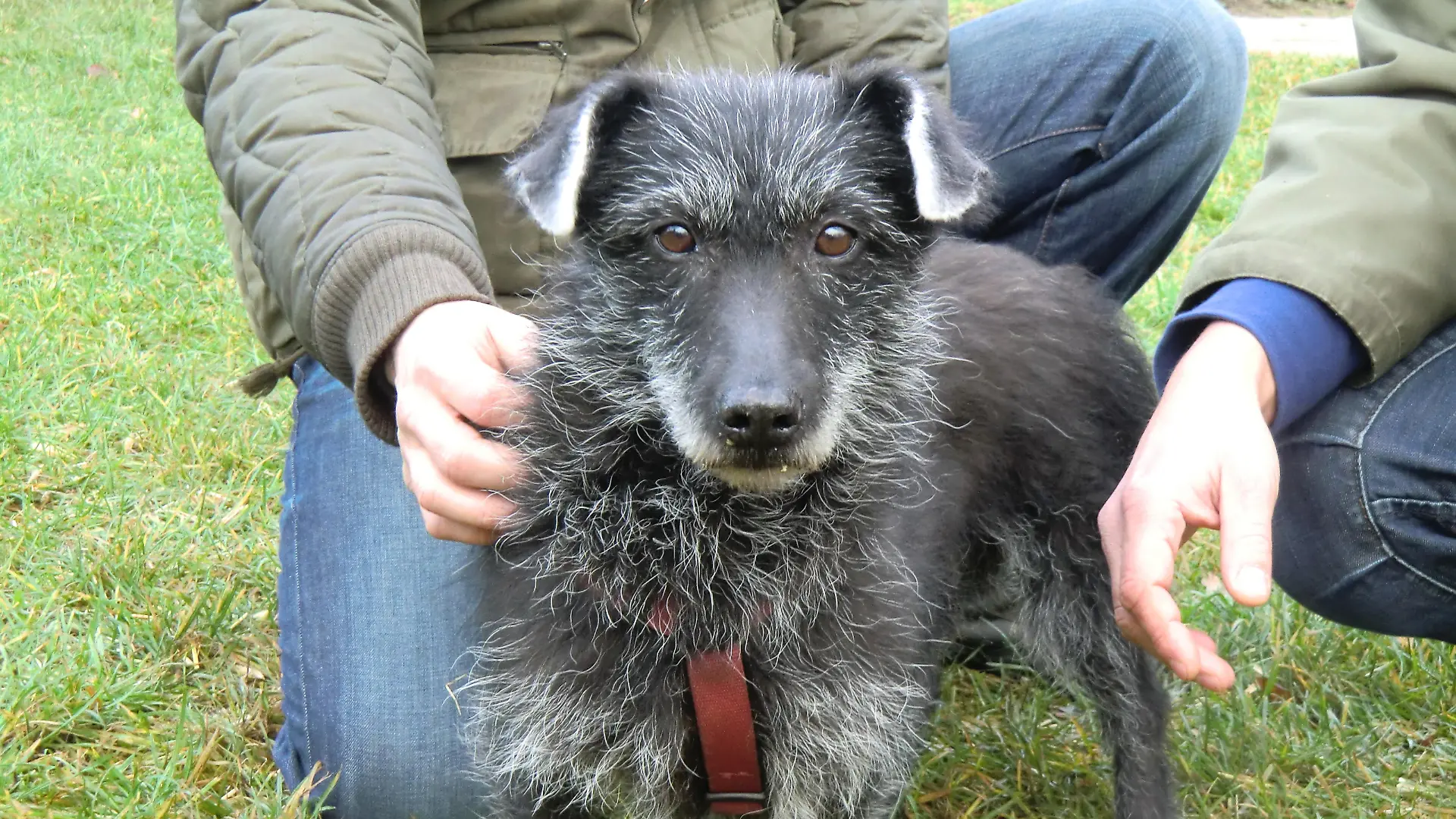 Tiere in Not - Troika