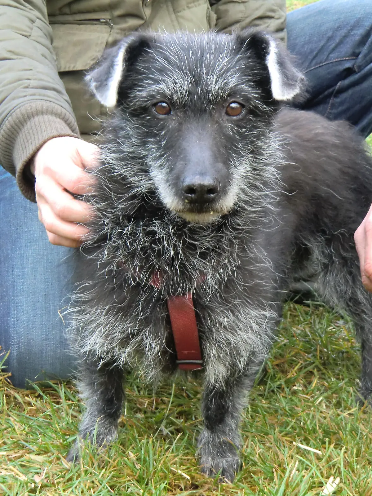 Tiere in Not - Troika
