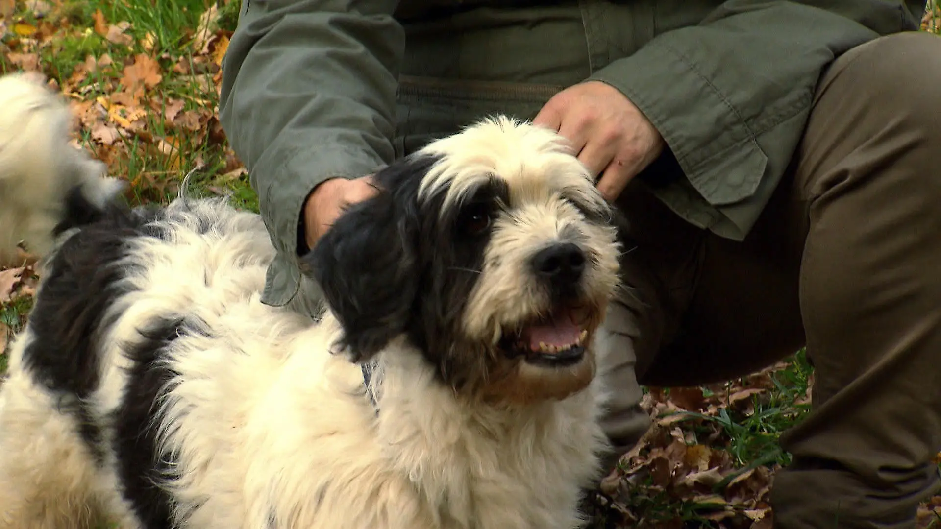 Hund Peter