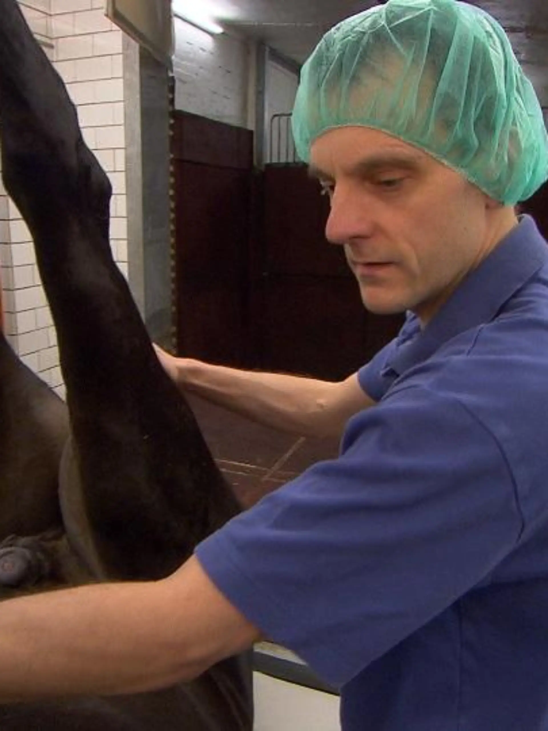 Tiergeschichten3 - VOX-DOCMA TV - Dr. Enno Allmers mit dem Wallach Don Camillo