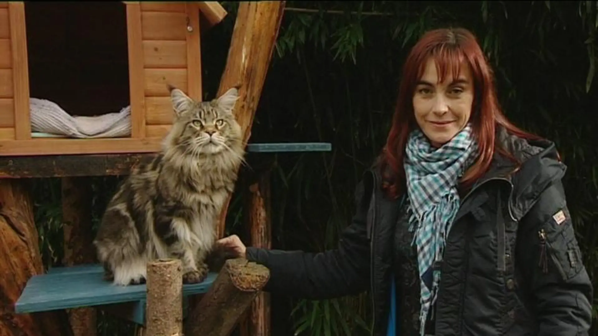 Vorschau Diana und Mainecoone Katzen
