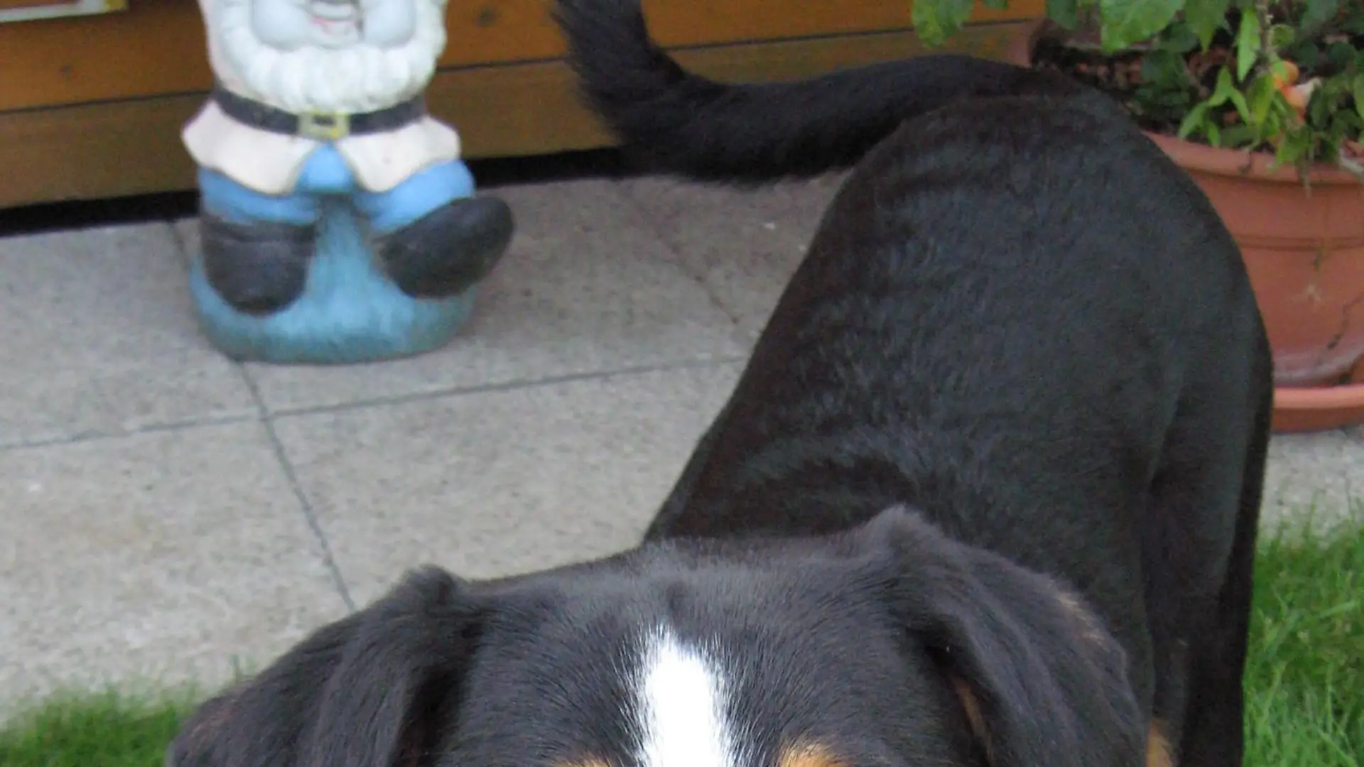 hundeprofi poldi2