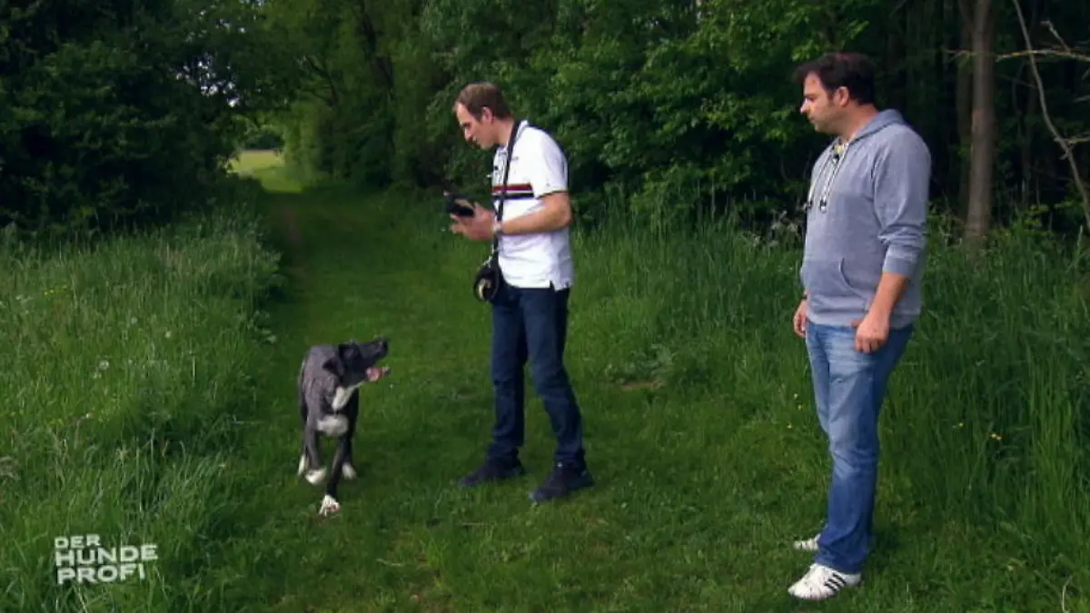 Doggen Nachklapp