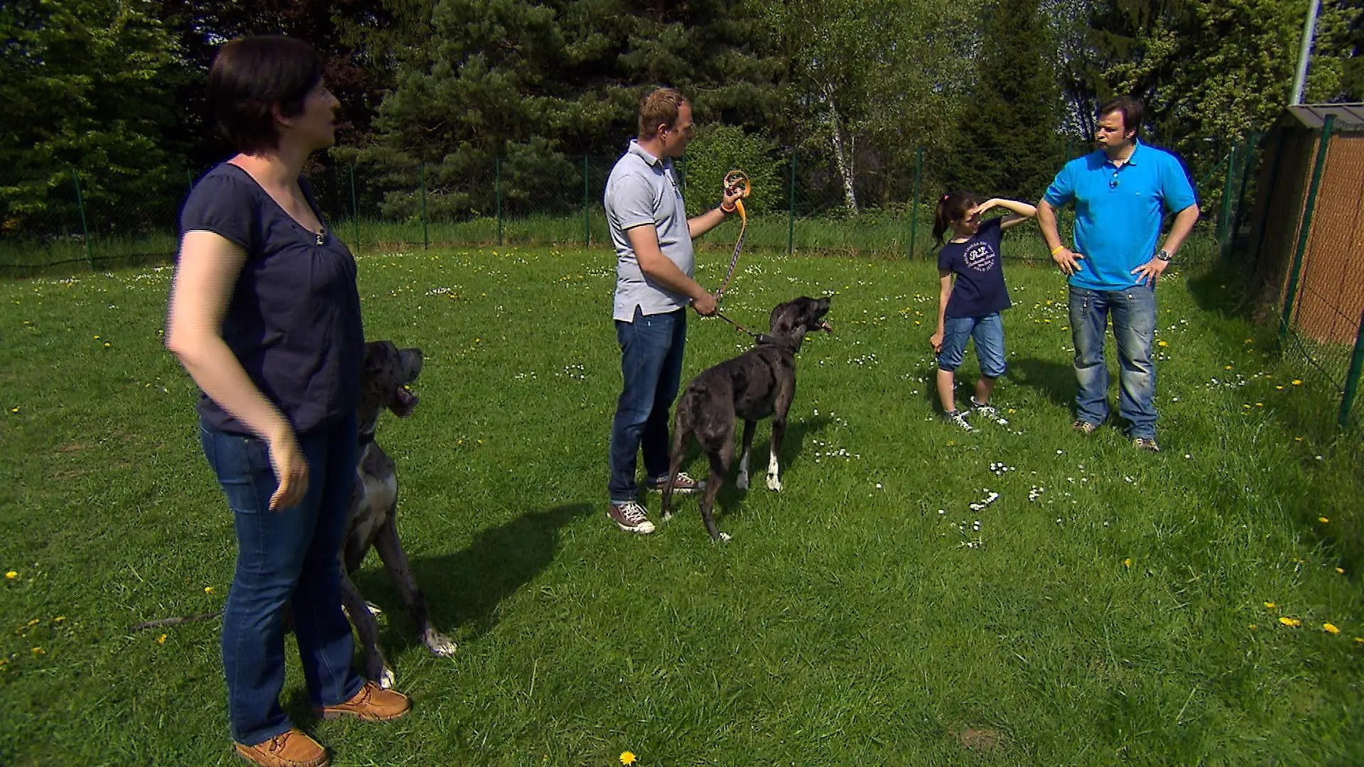 Mit den Chaos-Doggen "Emil" (r.) und "Emma" sind Daniela, Lebensgefährte Christopher und Töchterchen Lia an ihre Grenzen gestoßen. Ein besonders schwieriger Fall für Martin Rütter (r.) nimmt seinen Lauf.