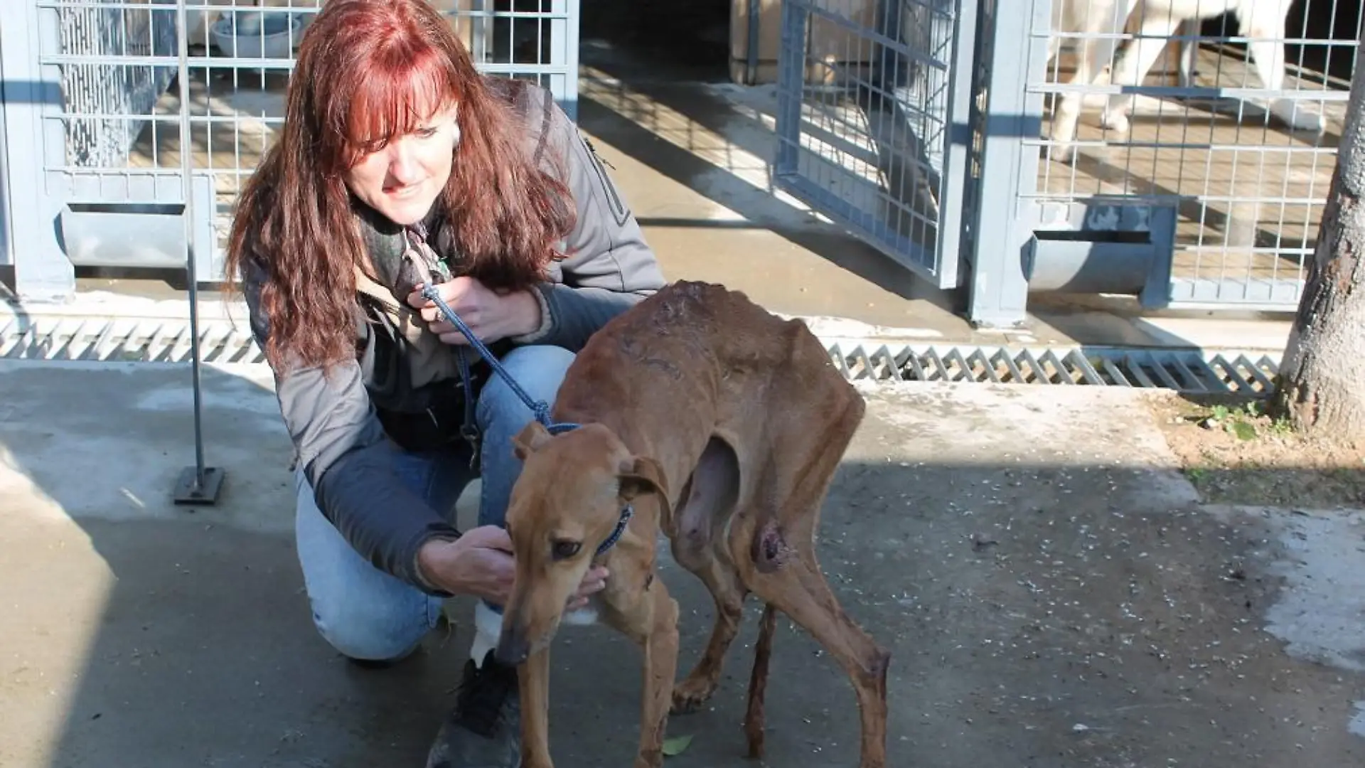 Tiergeschichten3 - VOX-DOCMA TV - Gudrun rettet Galgohndin aus Perrera
