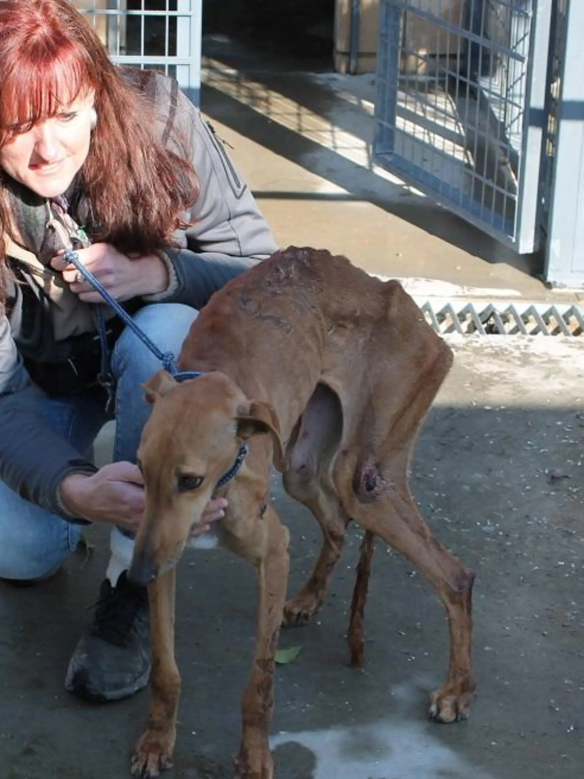 Tiergeschichten3 - VOX-DOCMA TV - Gudrun rettet Galgohndin aus Perrera