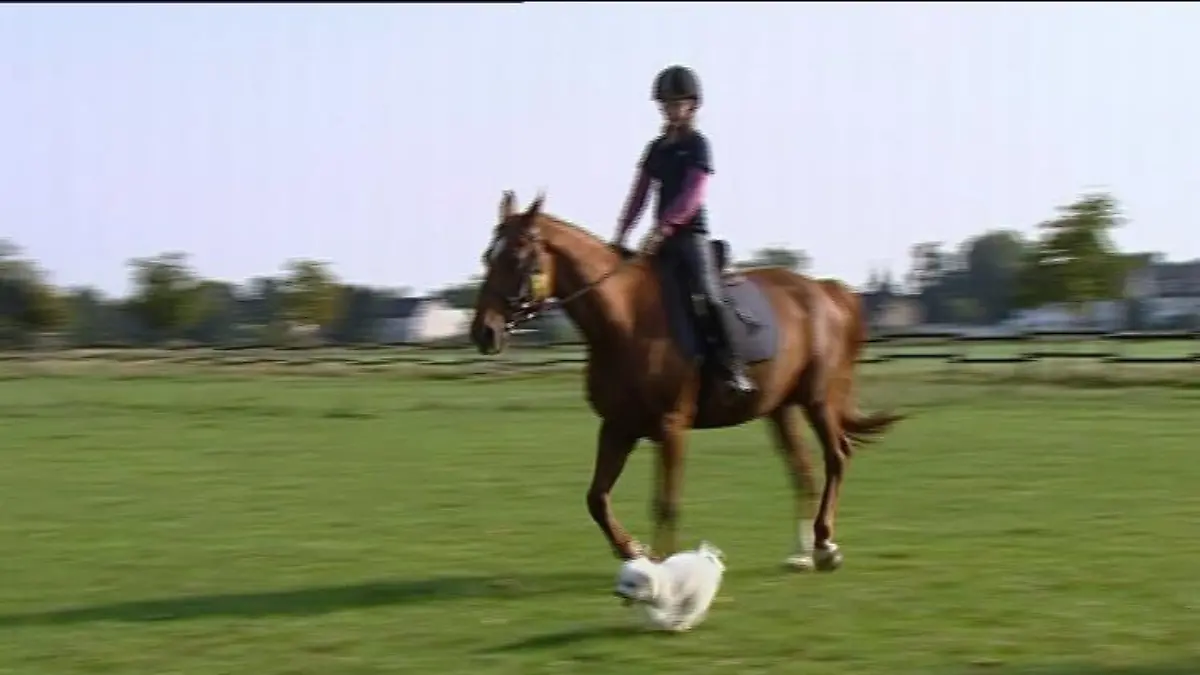 hundeprofi a2