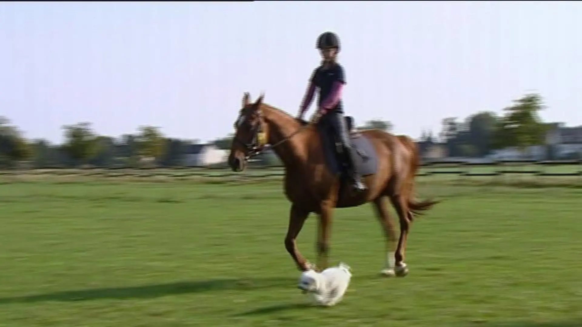 hundeprofi a2