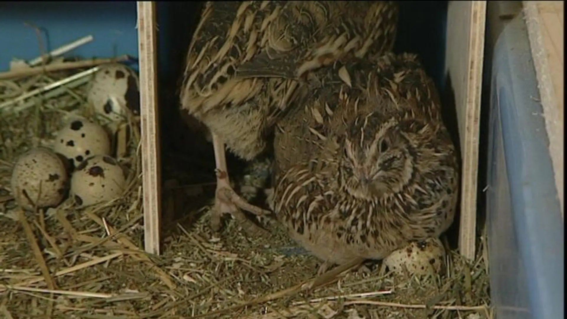 tiergeschichten1 wachteln close