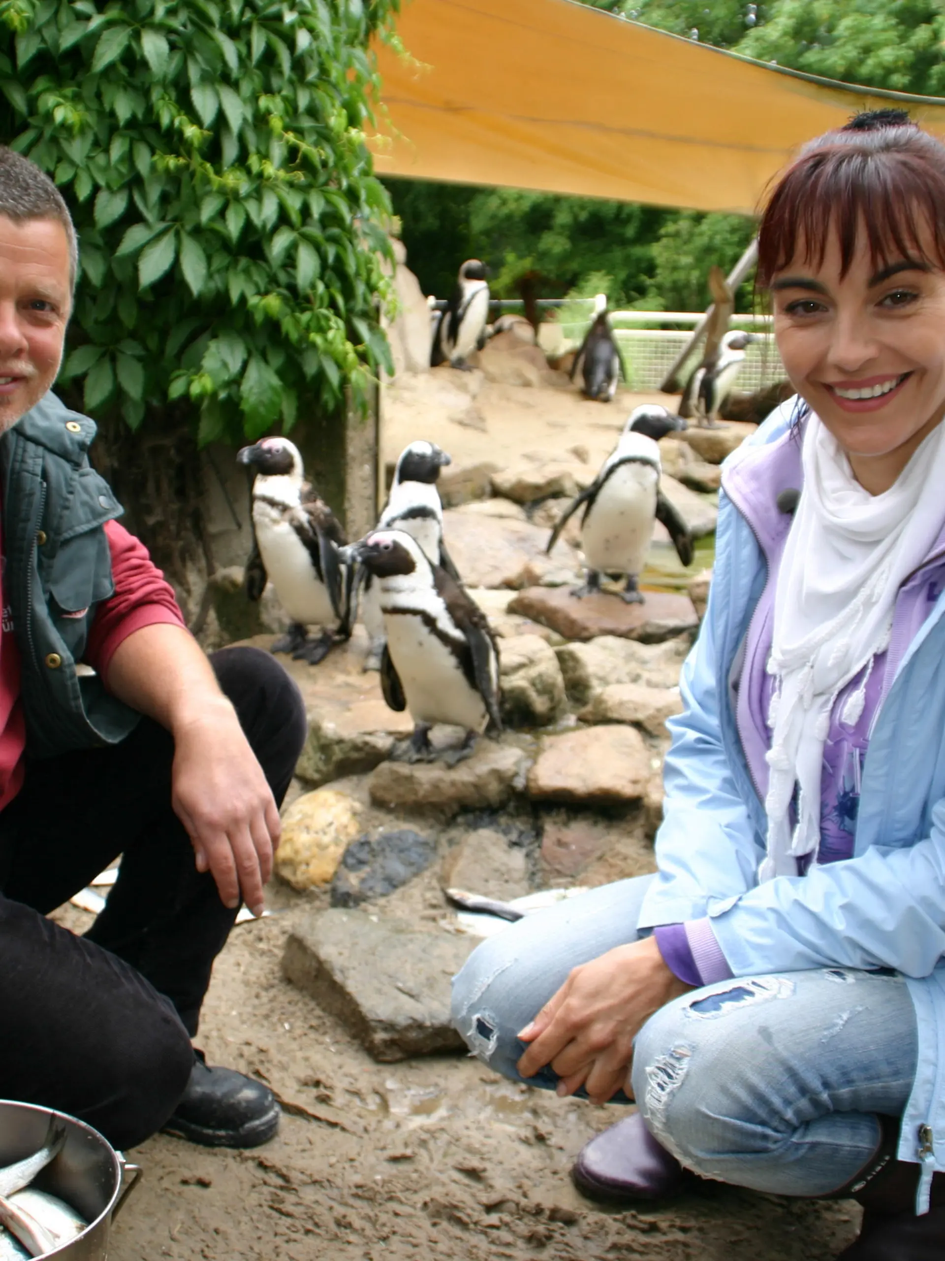 Pinguine 2