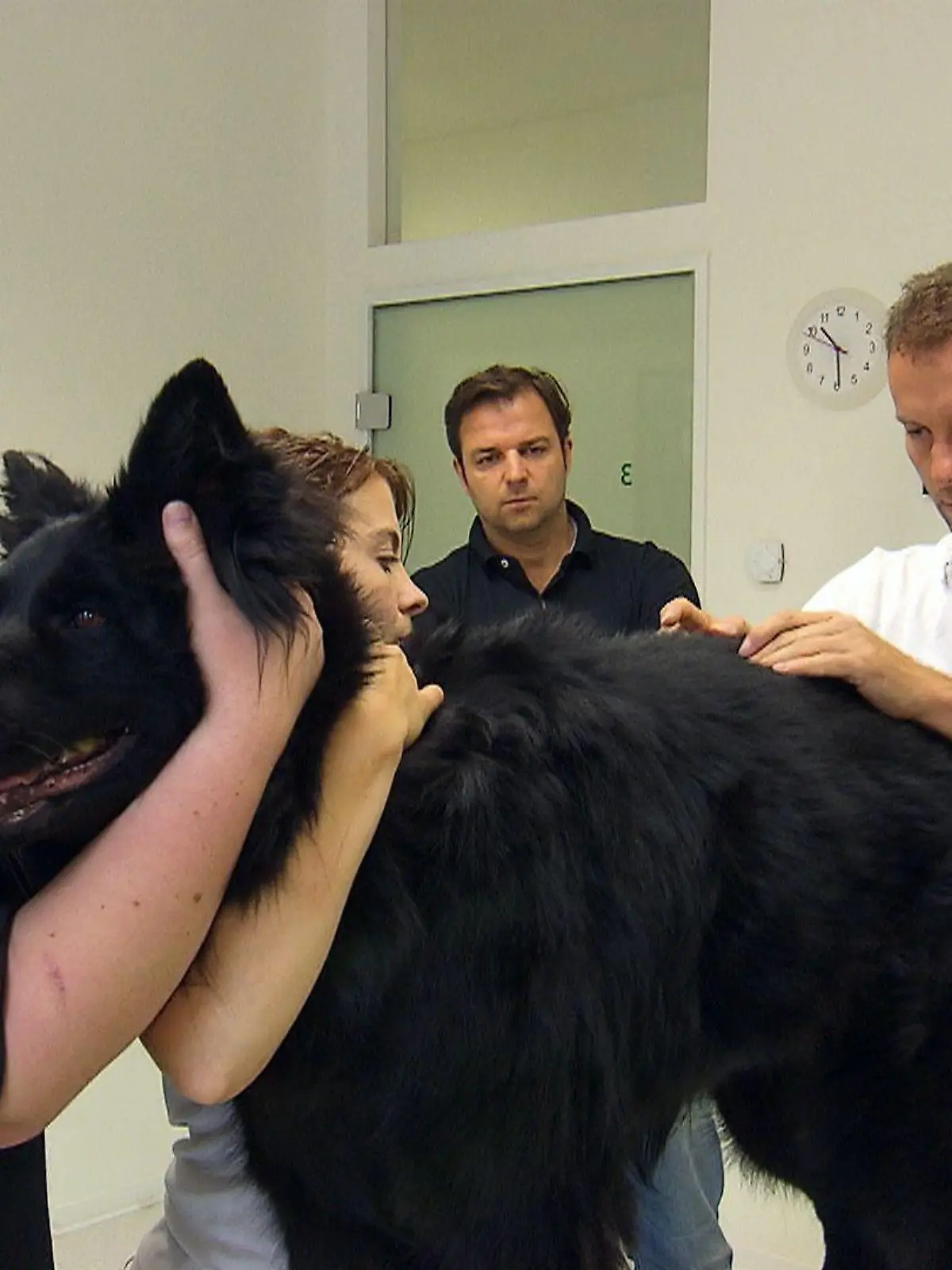 Maren Moritz bringt ihre Schäferhündin "Mona" nach Anraten von Martin Rütter zum Tierarzt.