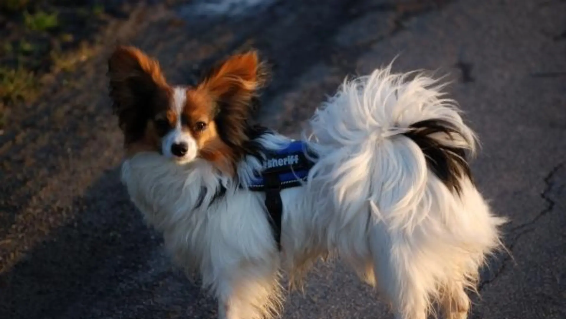 Tiere in Not - 1 Papillon Dino