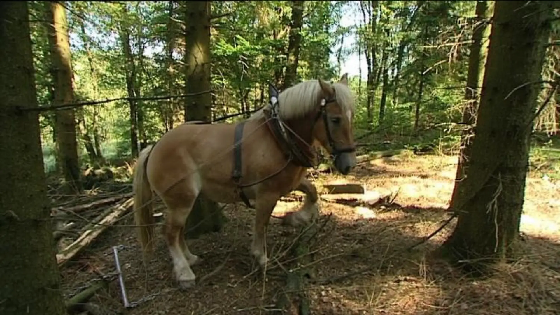 Tiergschichten 2 Rckepferd