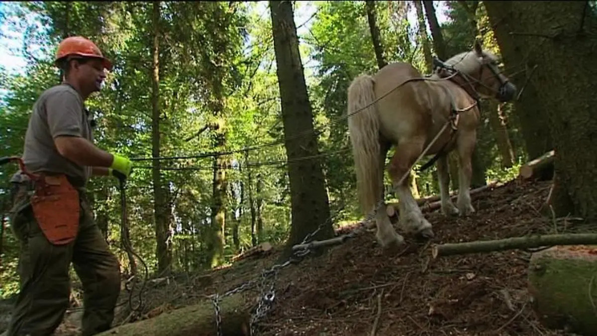 Tiergeschichten2 Rckepferd und Olav STracke