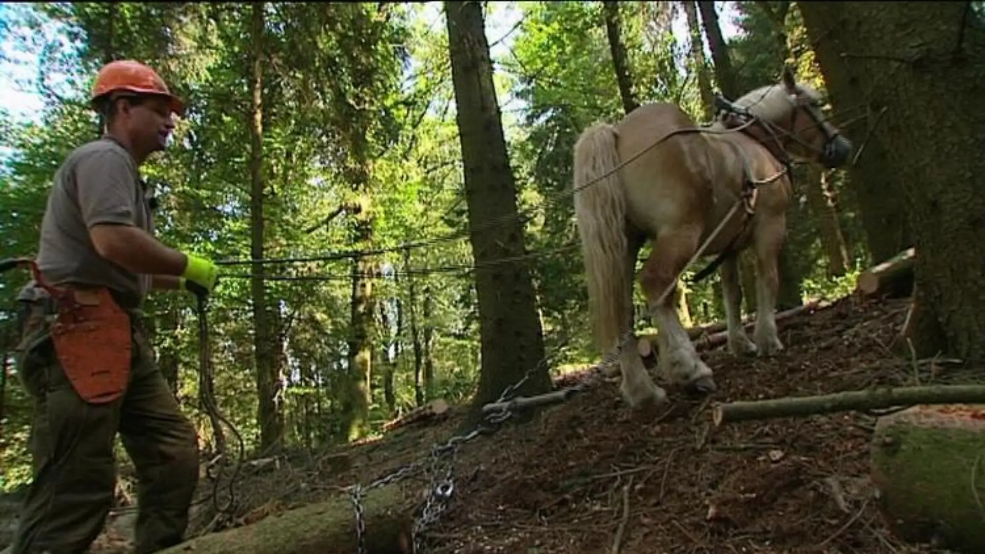 Tiergeschichten2 Rckepferd und Olav STracke