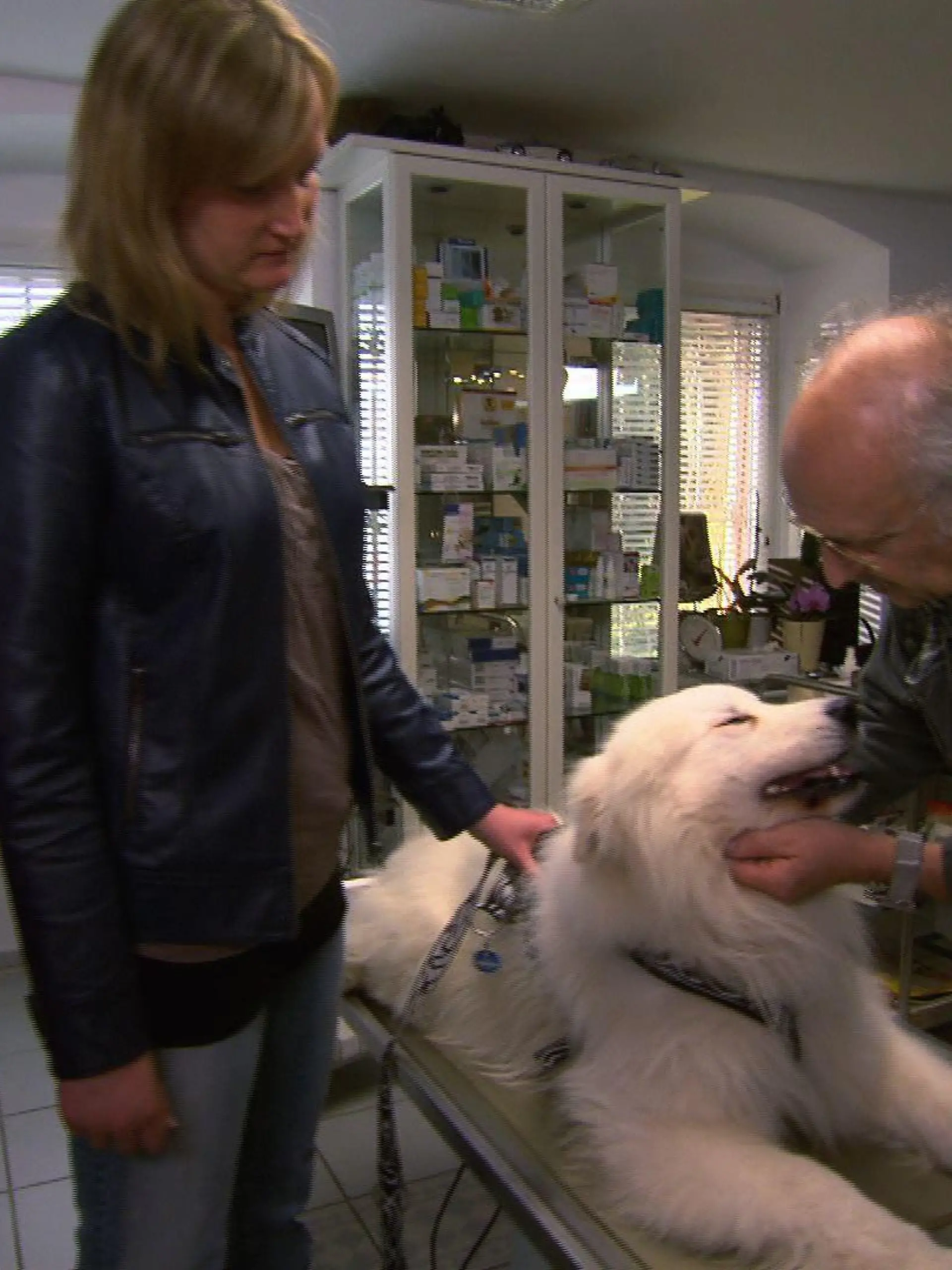 Sprechstunde - Dr. Wolf und Samojede