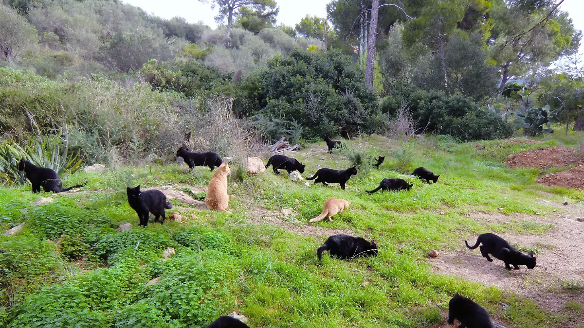 Eine Gruppe verwilderter Katzen auf Mallorca.