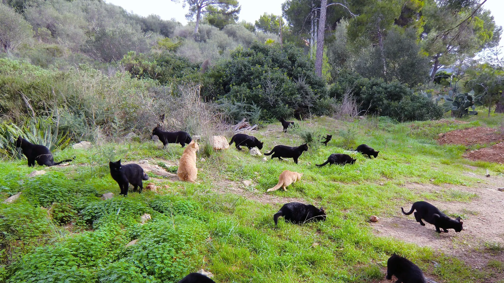 Eine Gruppe verwilderter Katzen auf Mallorca.