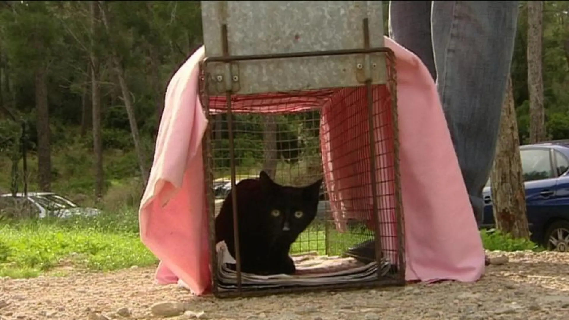 tierschützer mallorca katze in falle sos animal