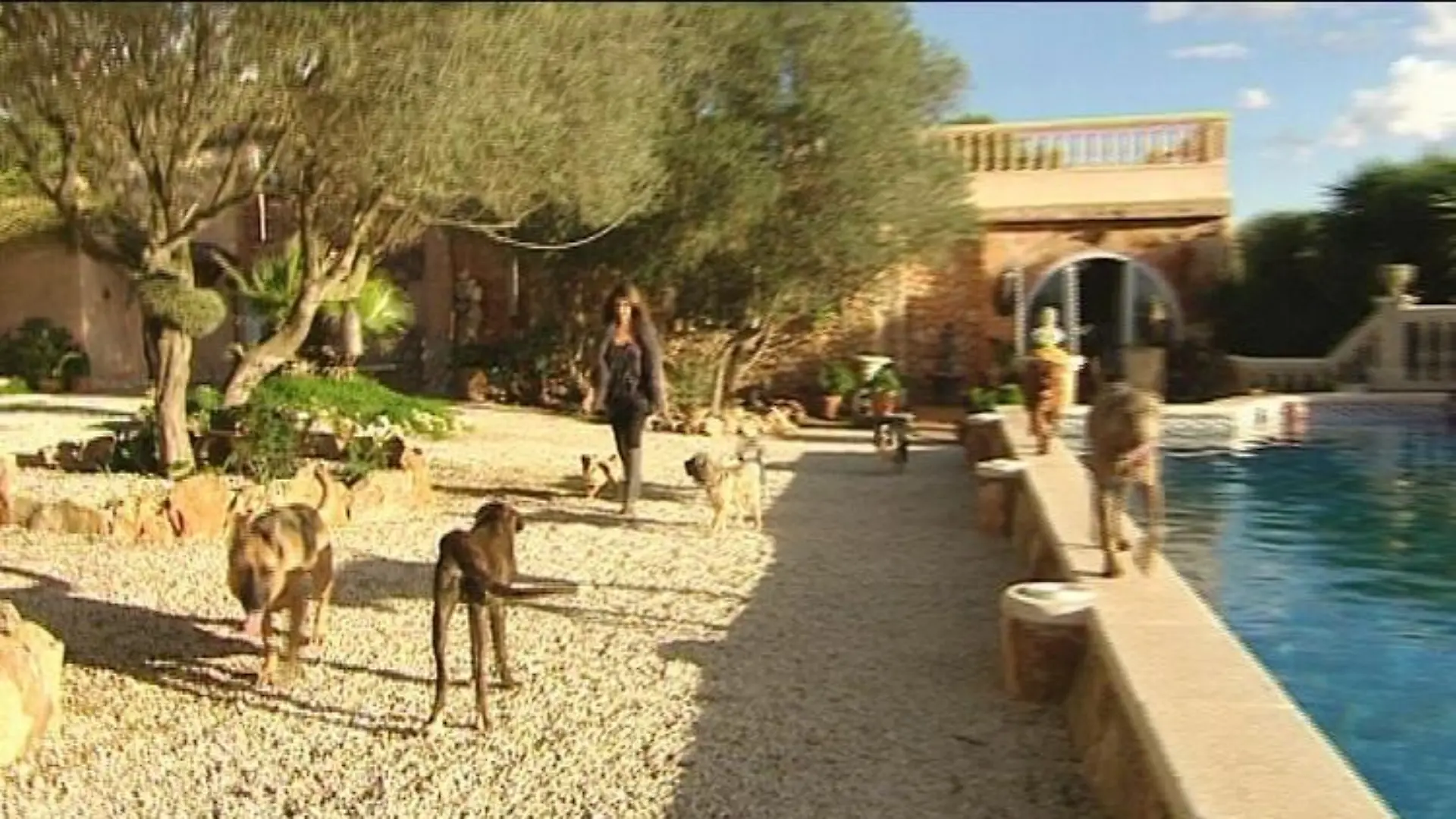 tierschützer mallorca hunderanch rockstars mit herz