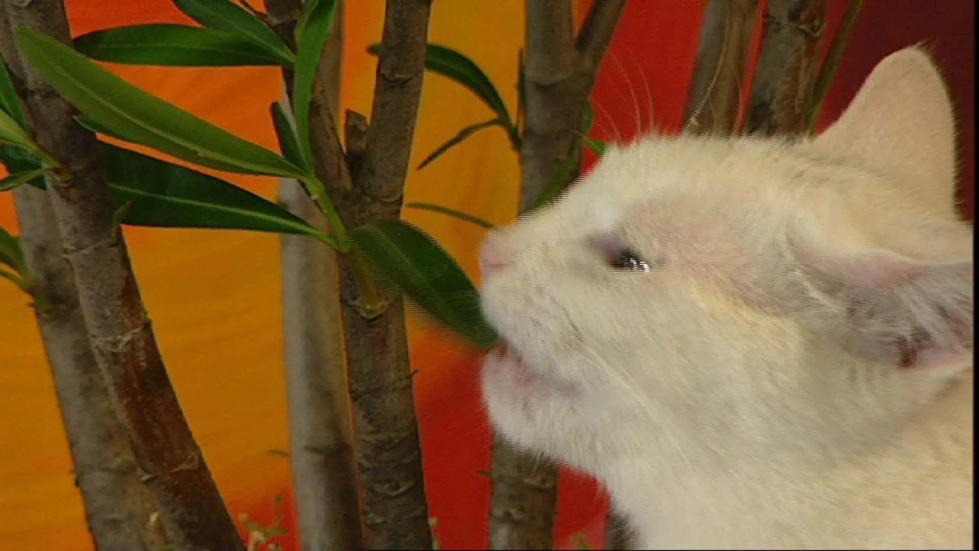 Tiergeschichten 1 - Bild 2 - Giftige Zimmerpflanzen