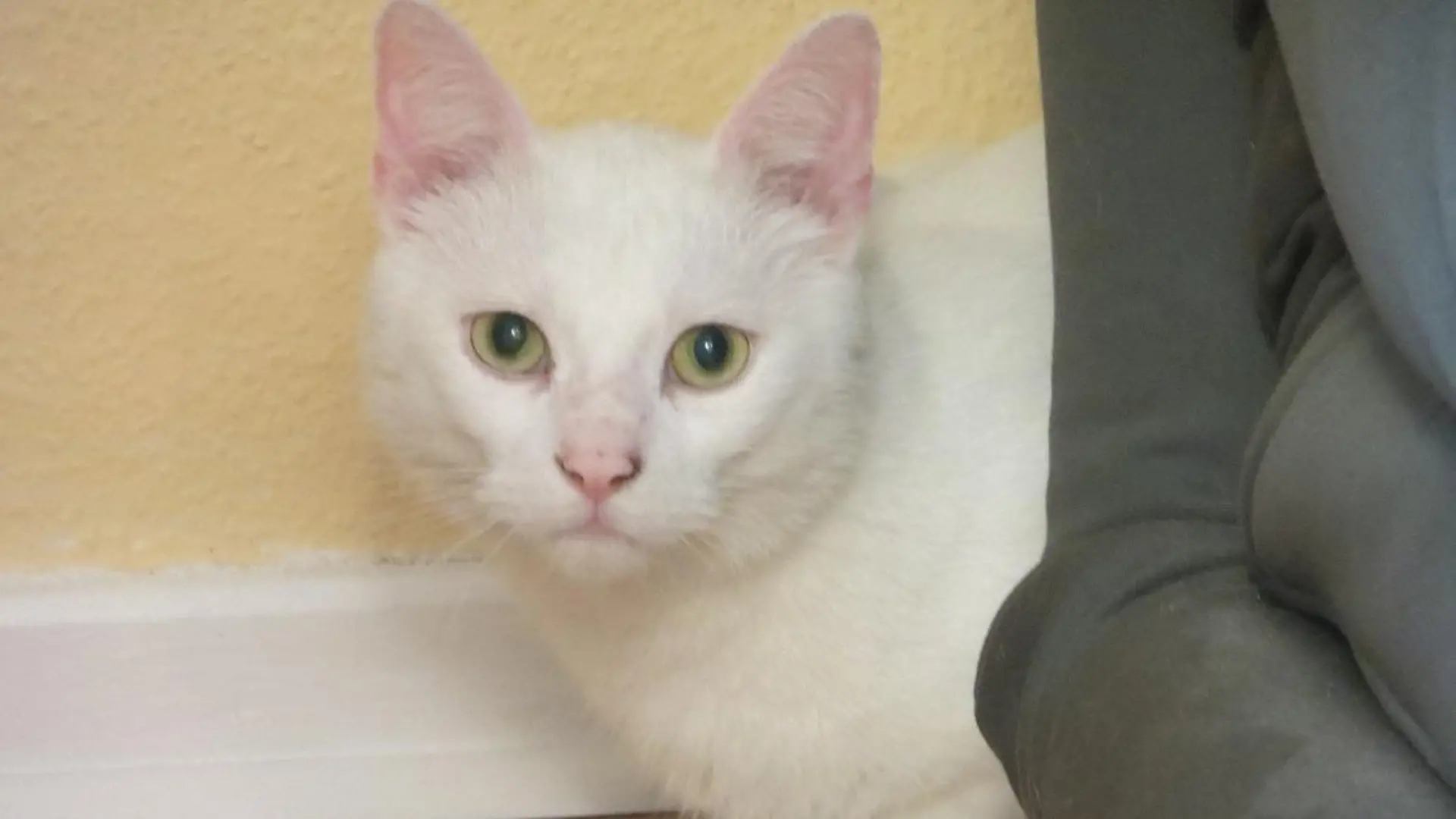 Vermittlungsaufruf - VOX-DOCMA TV - Der taube Kater Flocke sucht ein neues Zuhause