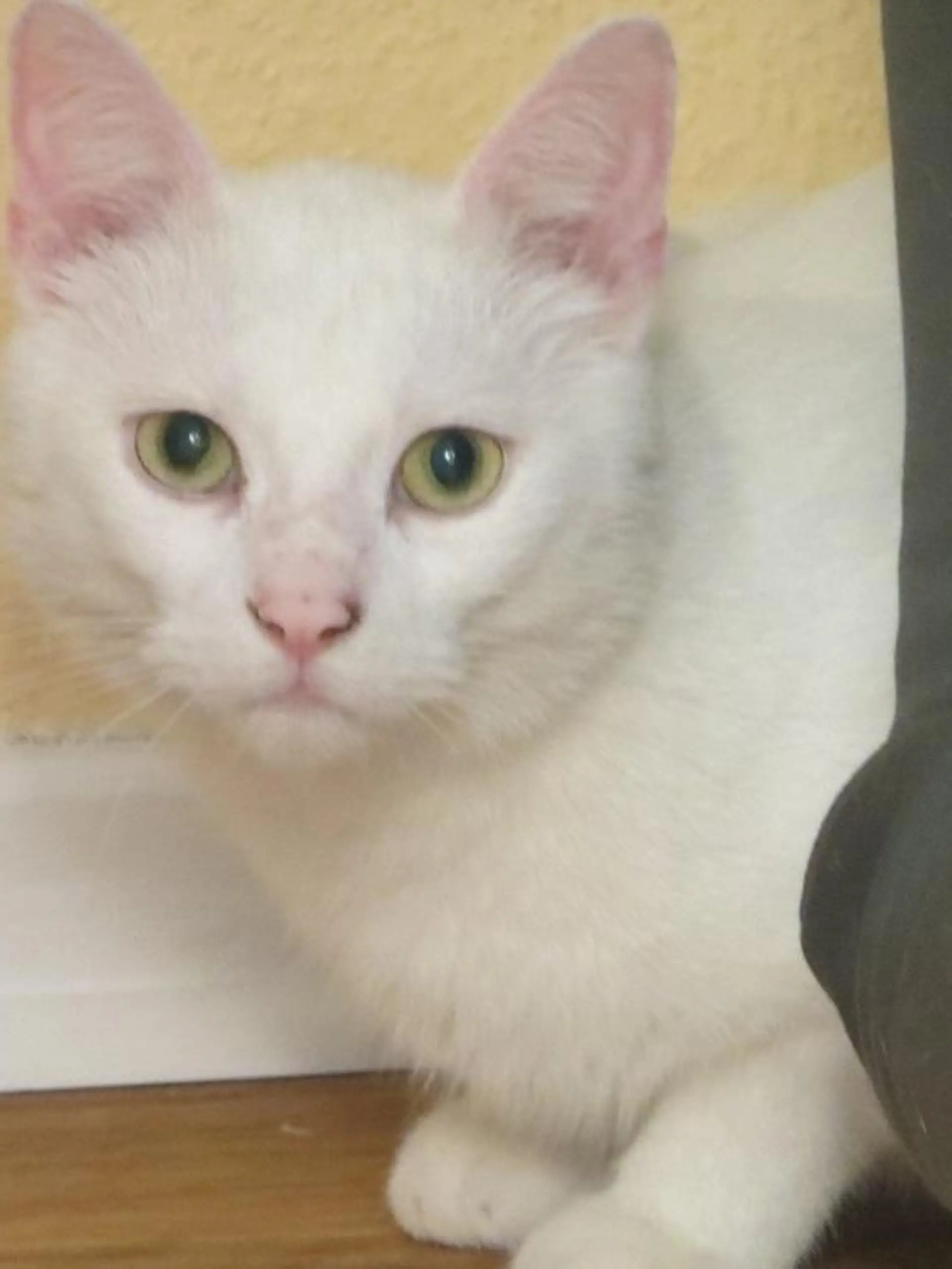 Vermittlungsaufruf - VOX-DOCMA TV - Der taube Kater Flocke sucht ein neues Zuhause