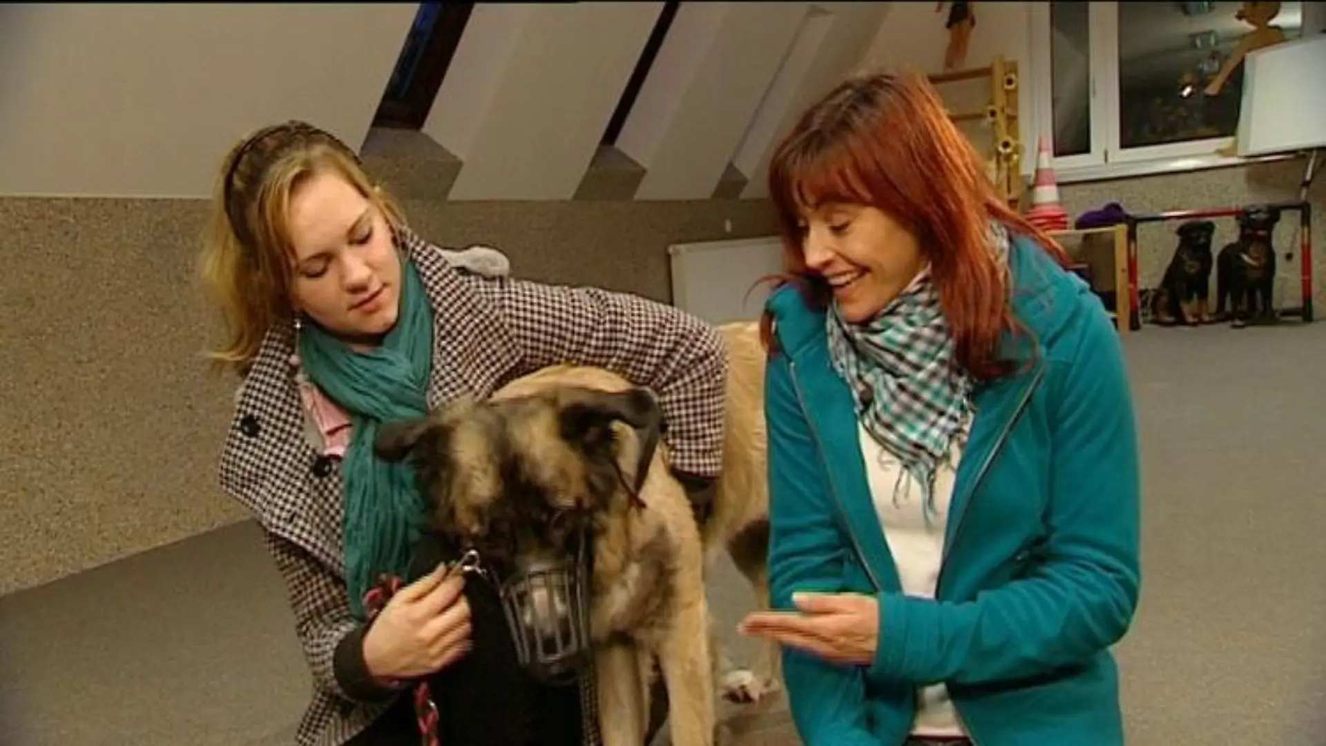 tiergesch1 dianajasminlaika