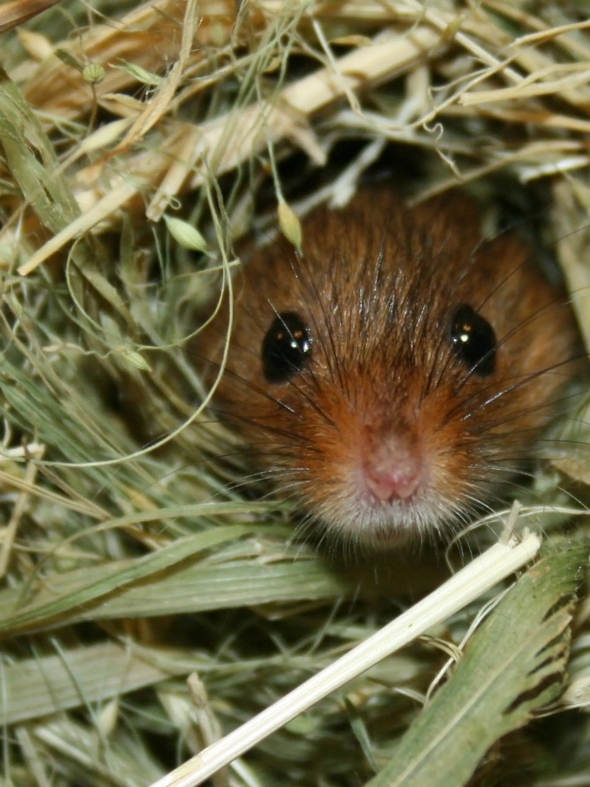 Tiergeschichten 2 - Zwergmaus