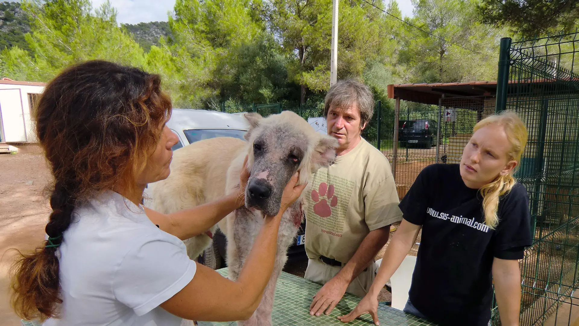 Die Tierärztin des Tierheims Calvia (l.) untersucht den beschlagnahmten Hund. Veronika Rheinberger (25) und Karl Miesel (54) hoffen, dass dem Tier schnell geholfen werden kann.