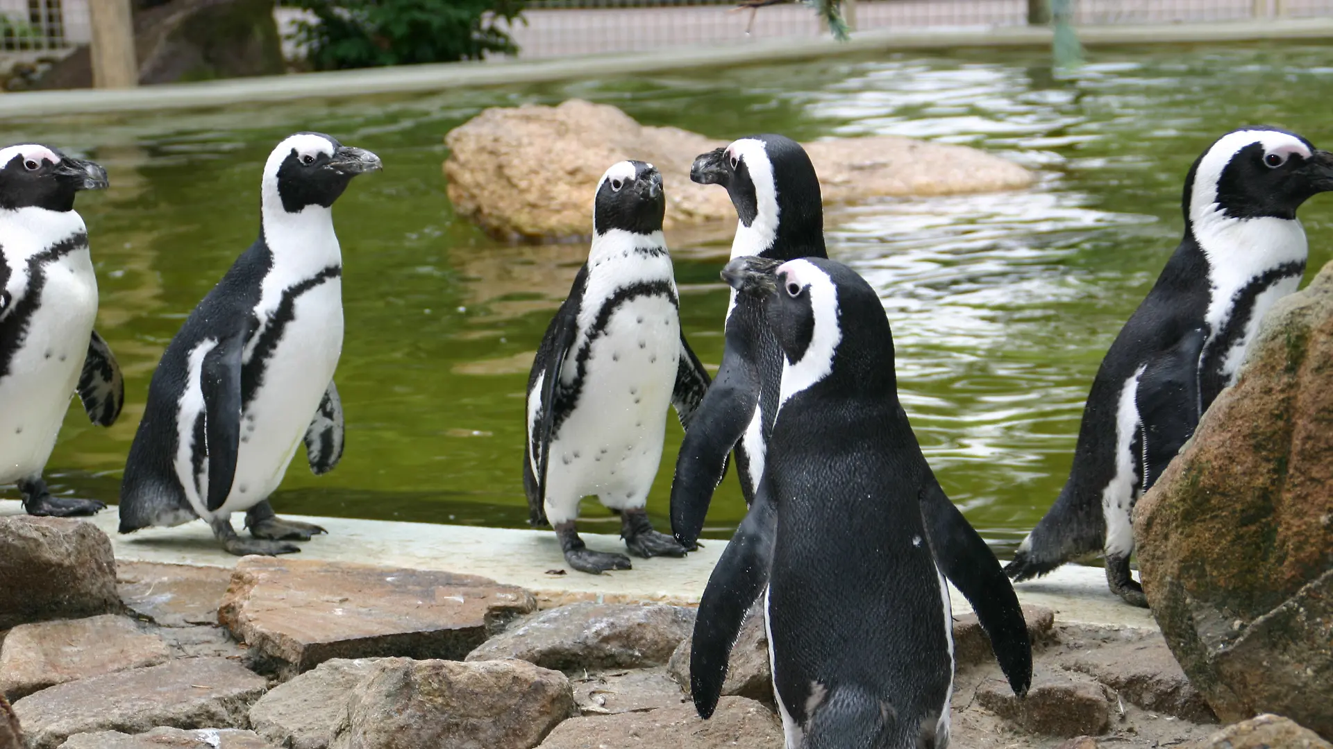 Pinguine 1