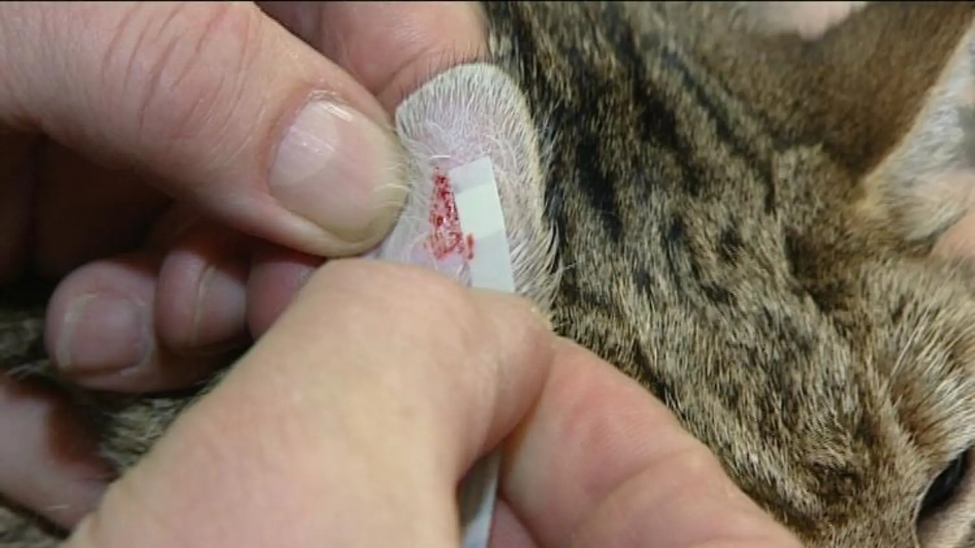 sprechstunde2 zuckerschnelltest katze