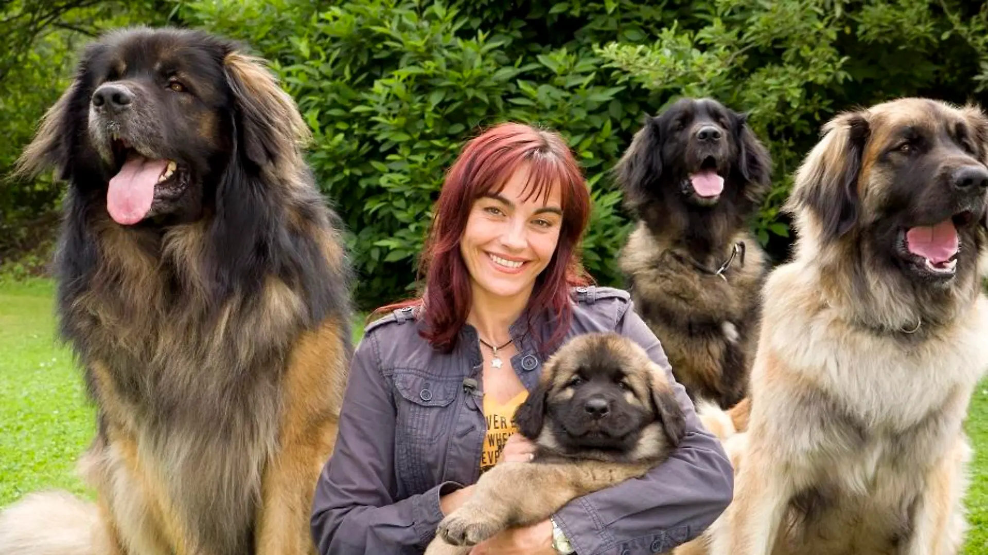 Tiergeschichten1 - VOX-DOCMA TV - hundkatzemaus-Reporterin Diana Eichhorn informiert sich ber Leonberger..jpg