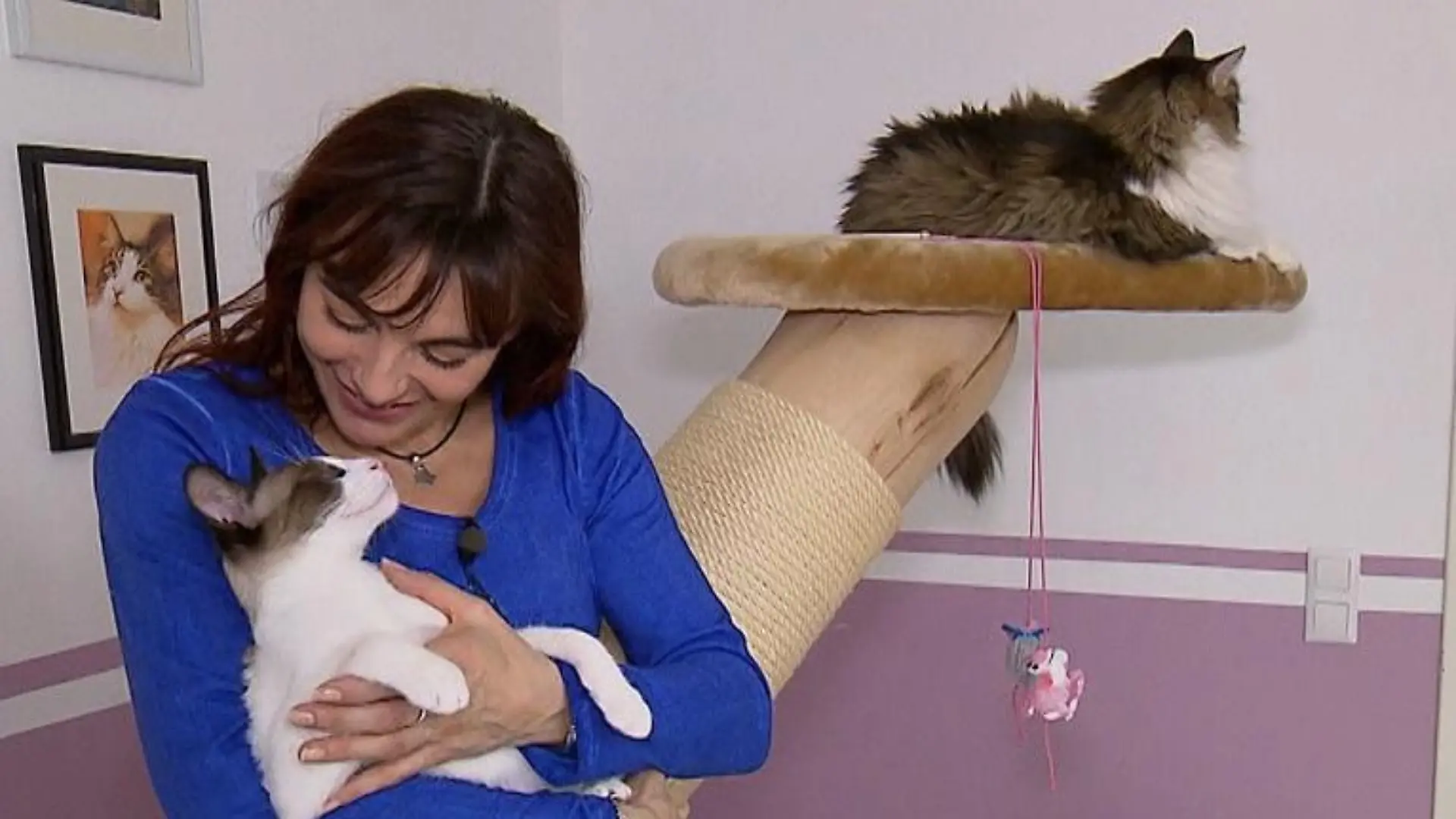 Tiergeschichten2 - VOX - Luxusmbel fr Katzen